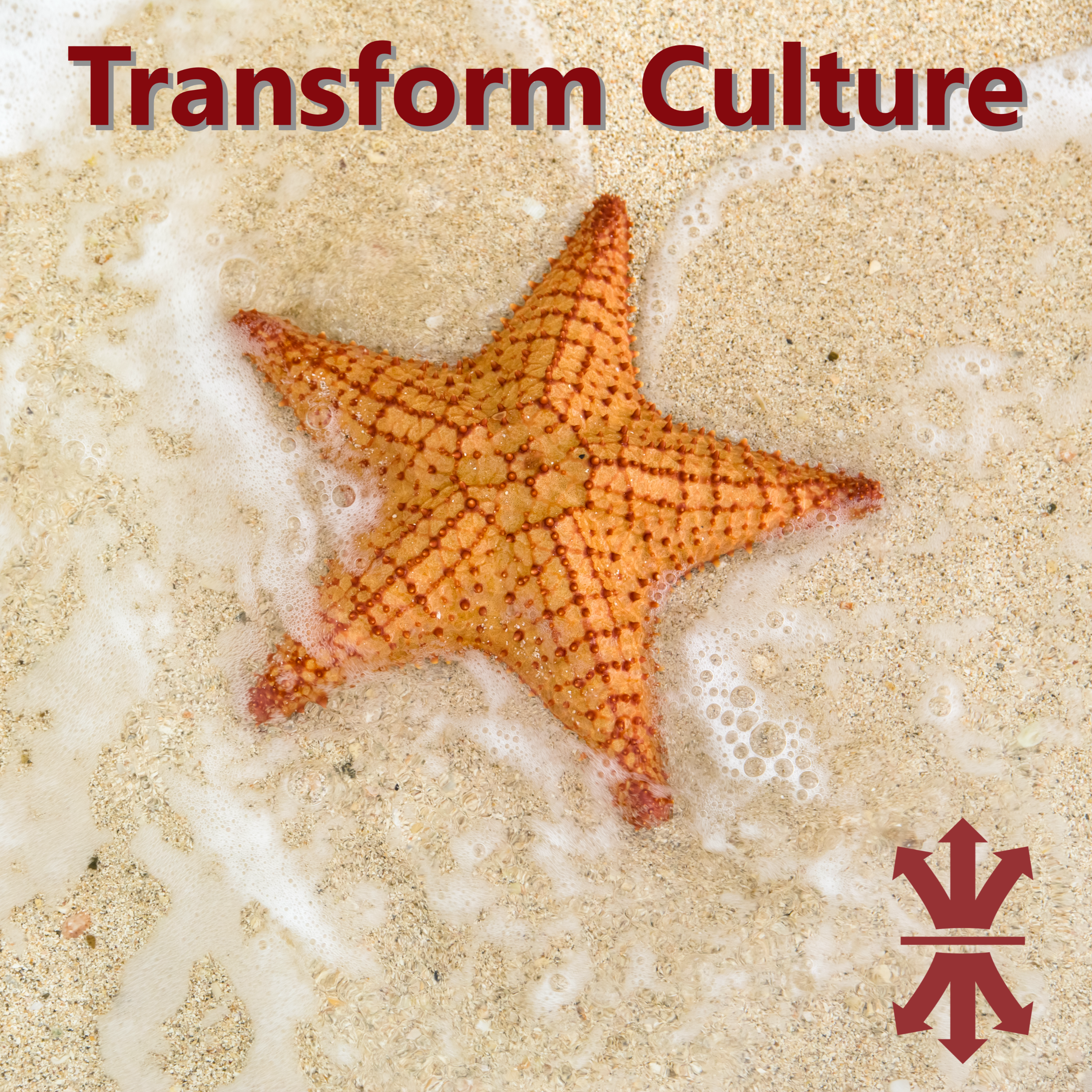 How to Successfully Transform an Organization's Culture episode artwork