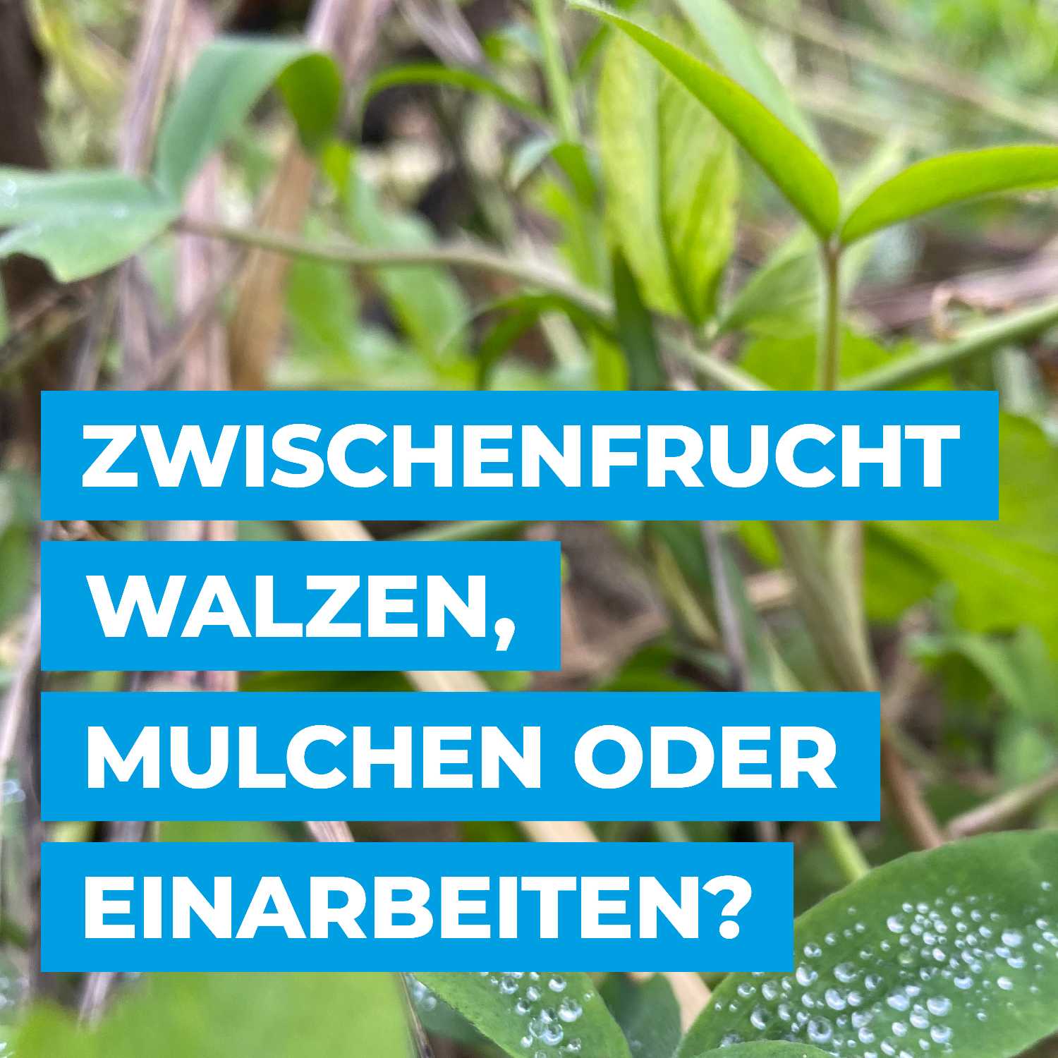 Zwischenfrucht walzen, mulchen oder einarbeiten? episode artwork