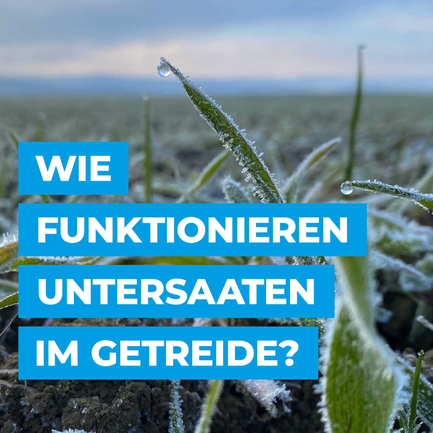 Wie funktionieren Untersaaten im Getreide? episode artwork