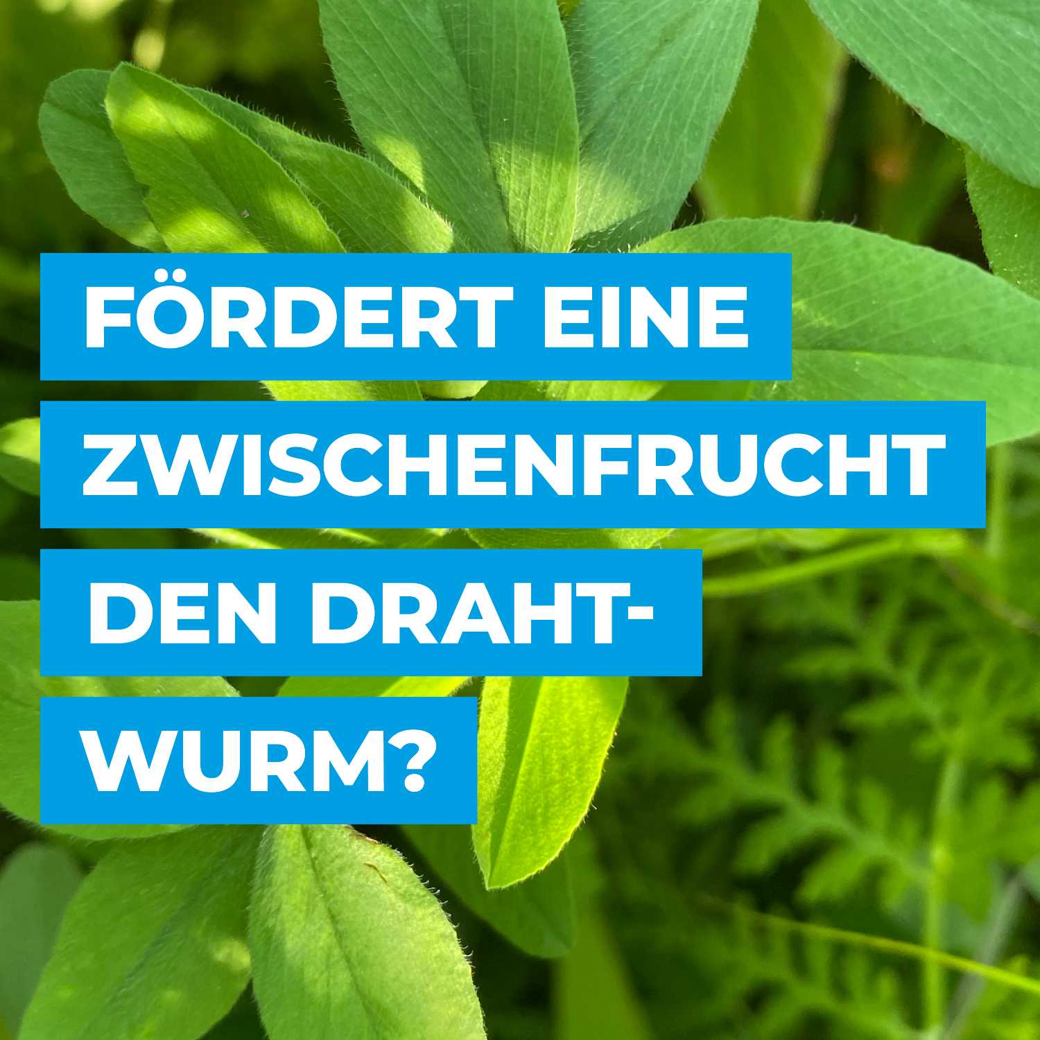 Fördert eine Zwischenfrucht den Drahtwurm? episode artwork