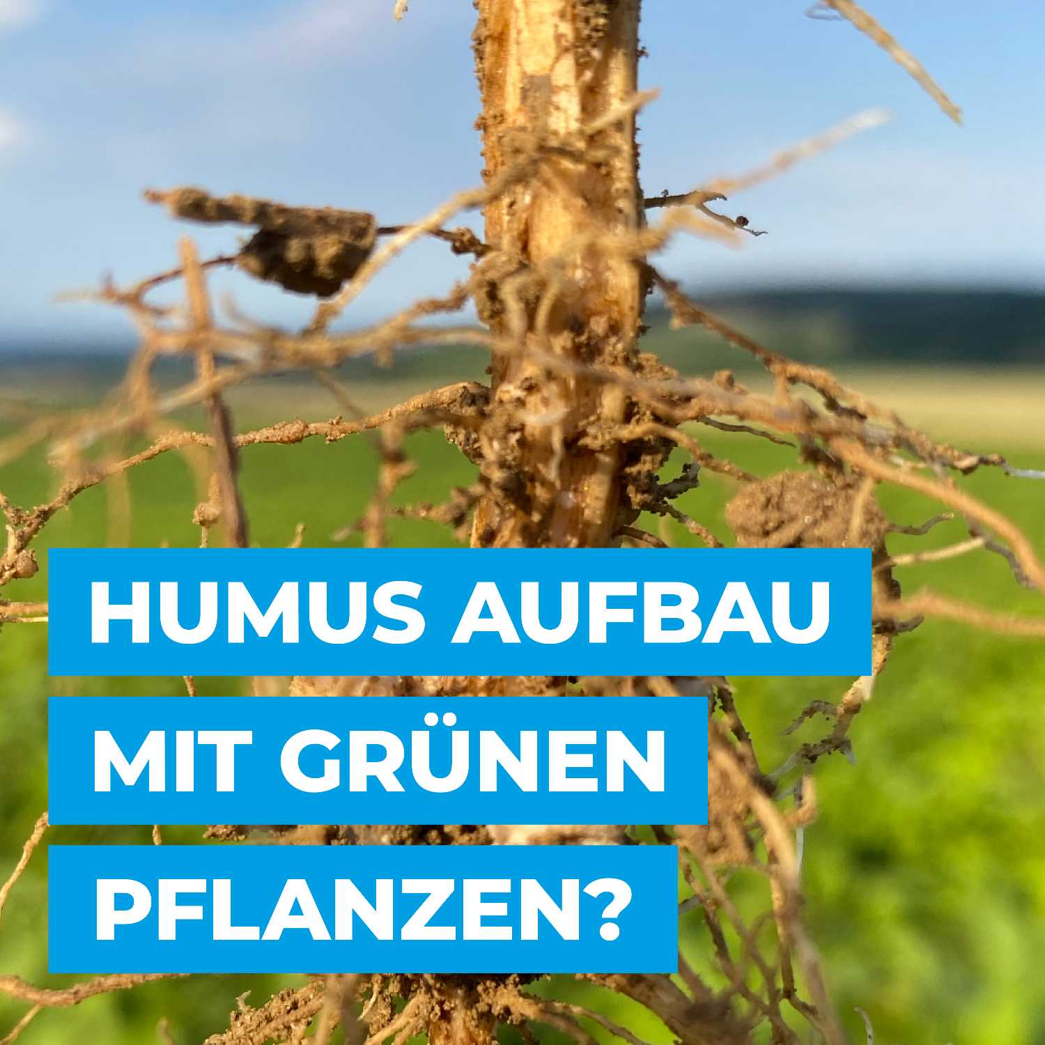 Humus Aufbau mit grünen Pflanzen? episode artwork