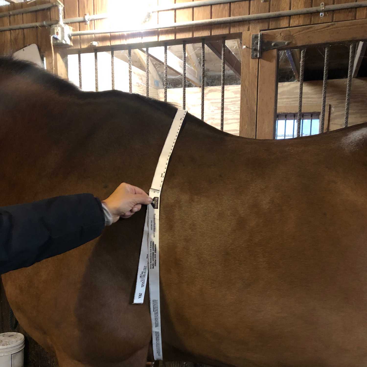 Farm To Stable: An Equine Nutrition Podcast