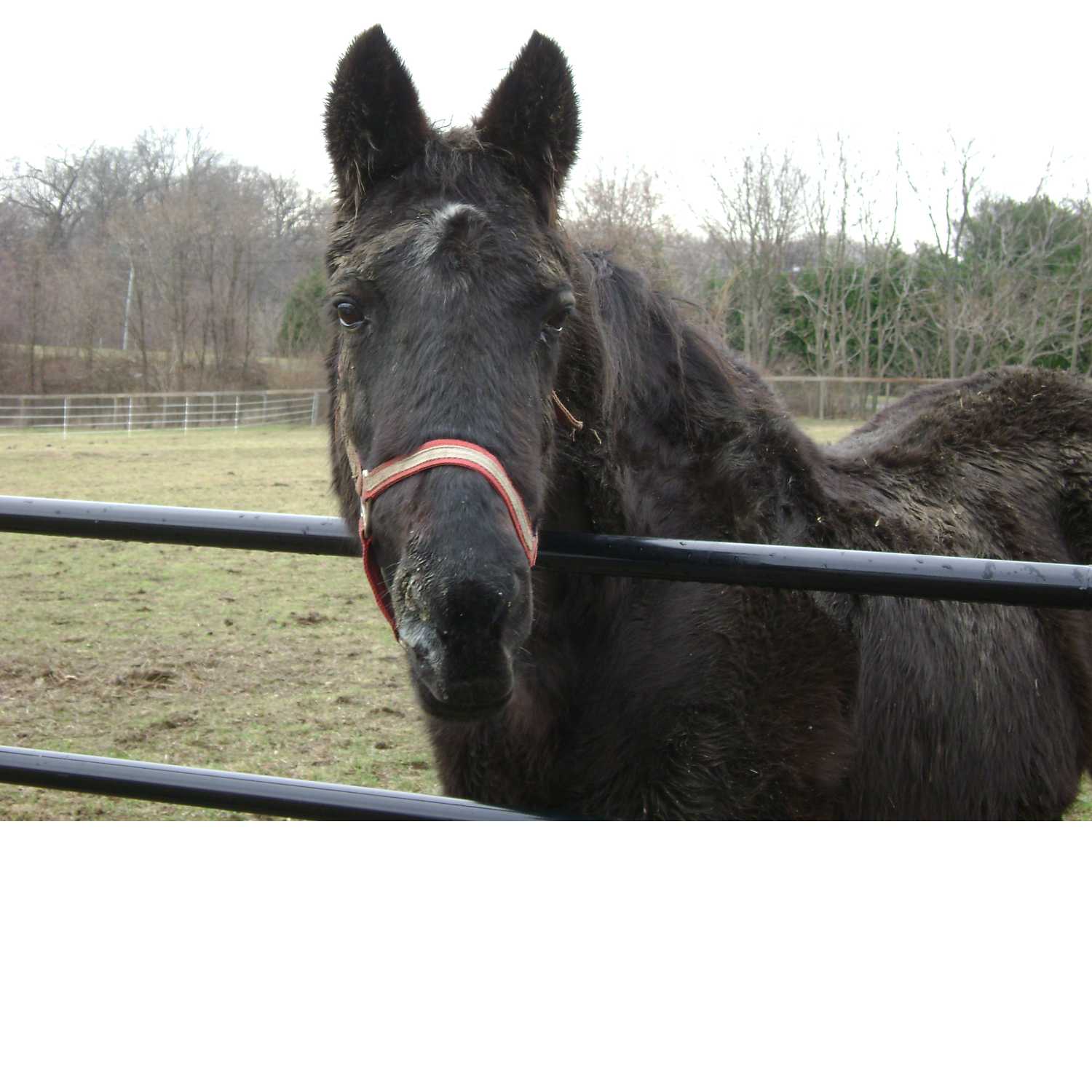 Farm To Stable: An Equine Nutrition Podcast