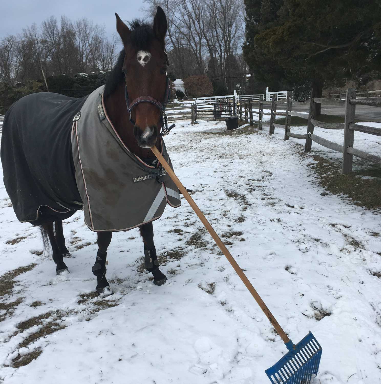 Farm To Stable: An Equine Nutrition Podcast