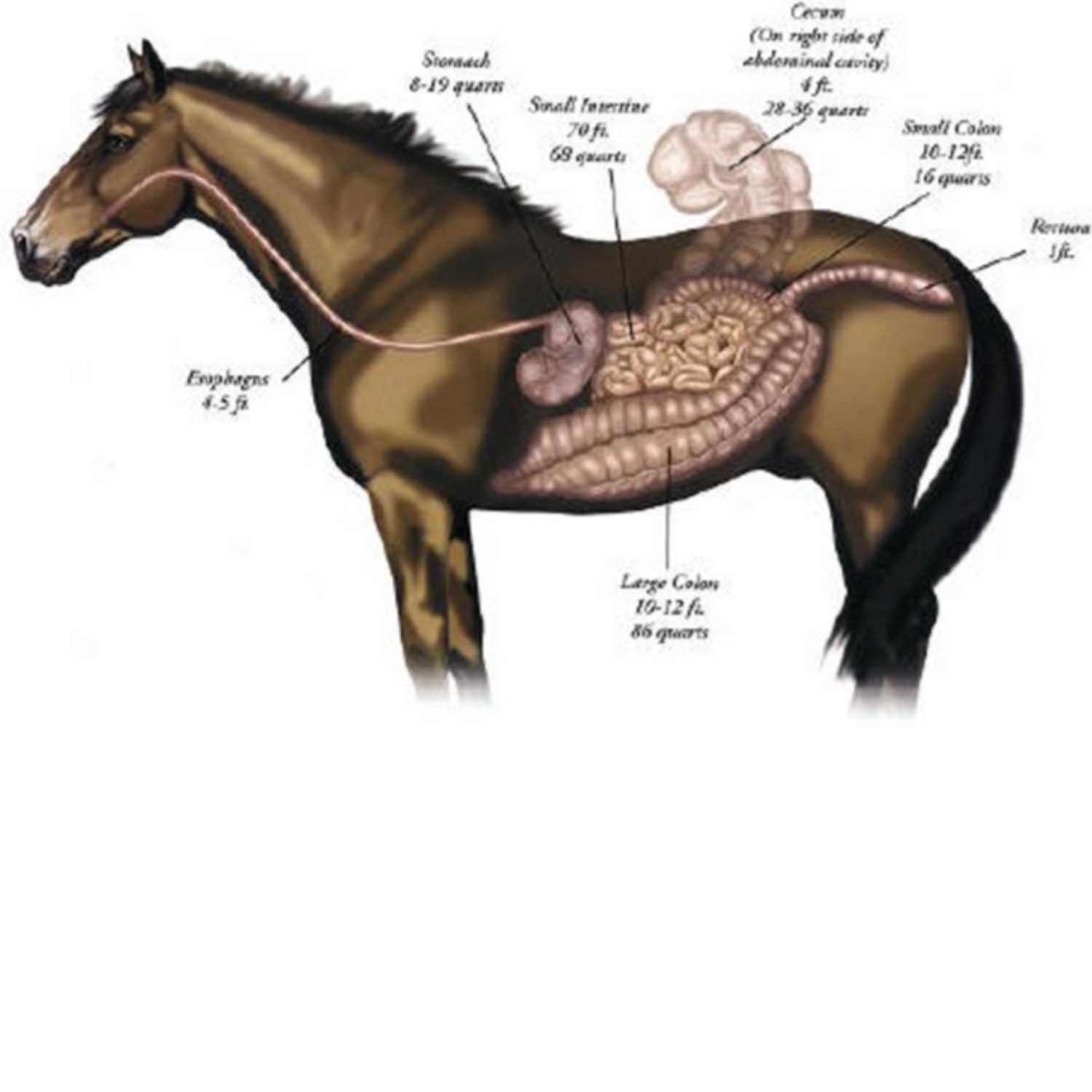 Farm To Stable: An Equine Nutrition Podcast