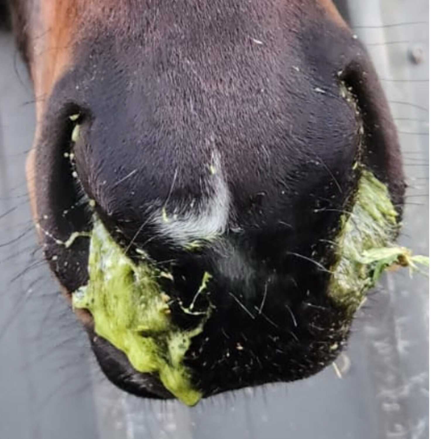 Farm To Stable: An Equine Nutrition Podcast