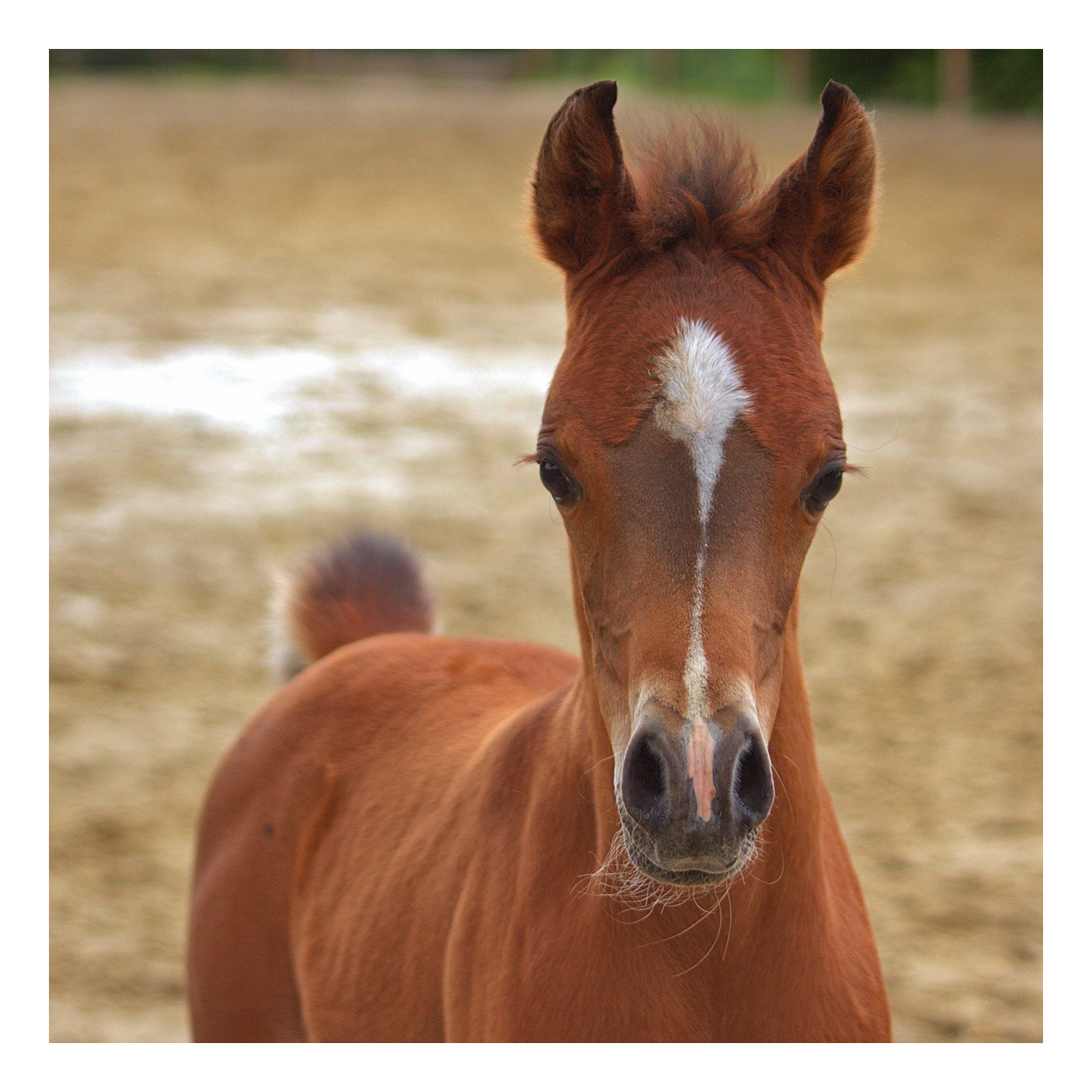 Farm To Stable: An Equine Nutrition Podcast