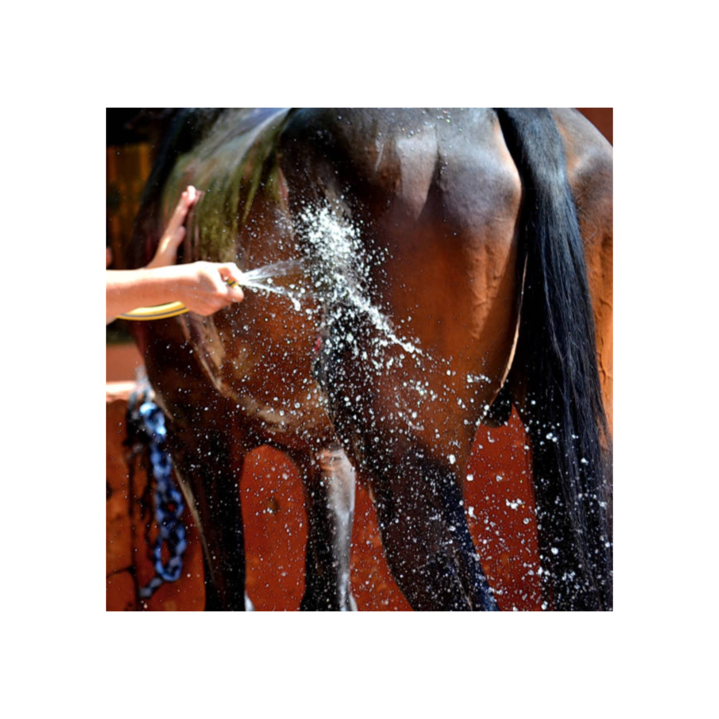 Farm To Stable: An Equine Nutrition Podcast