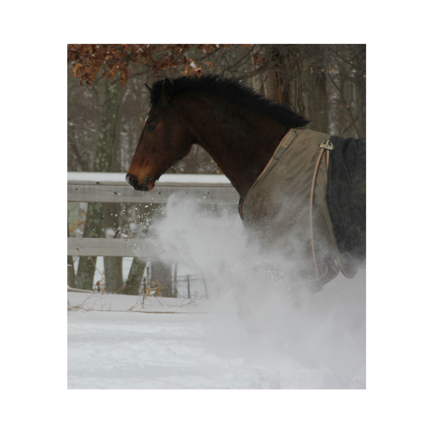 Farm To Stable: An Equine Nutrition Podcast