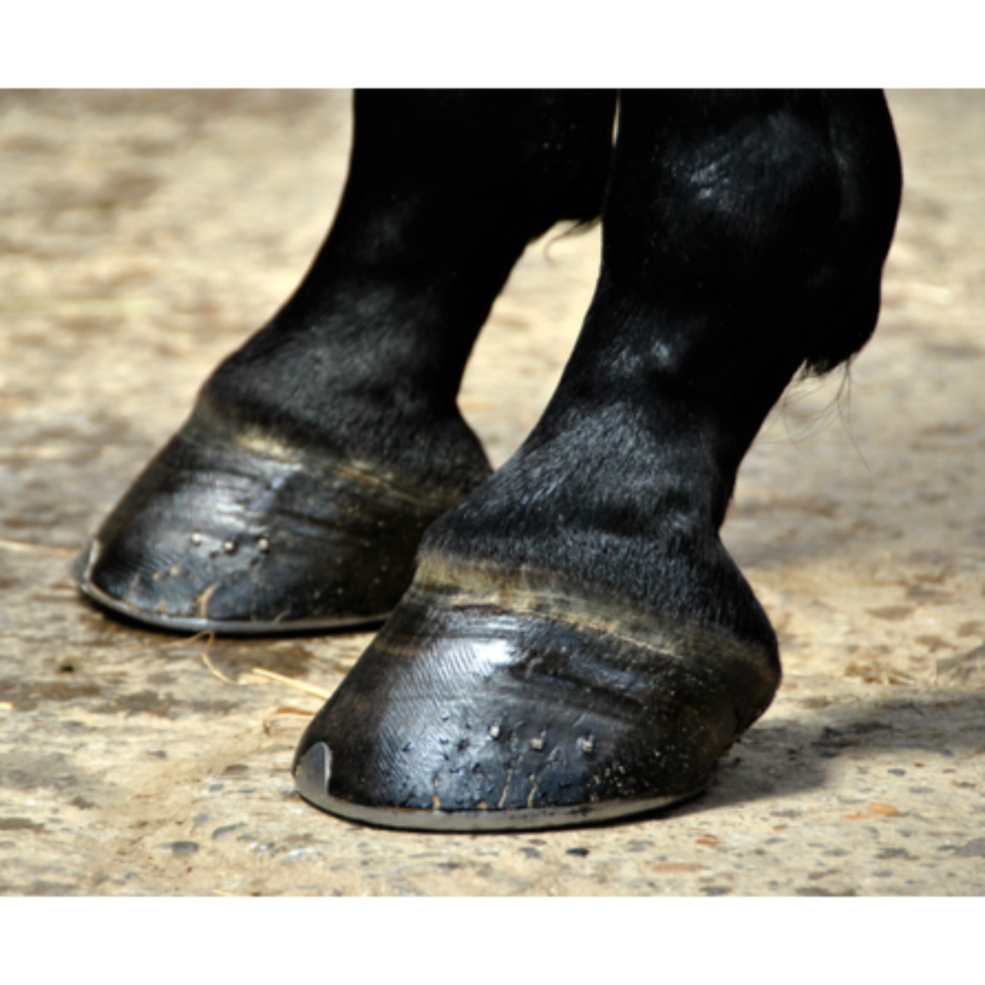 Farm To Stable: An Equine Nutrition Podcast