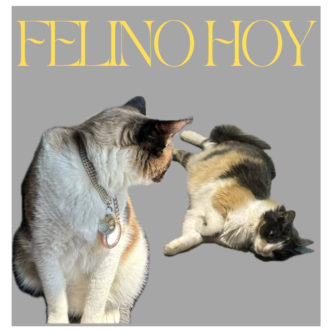 Felino hoy! -5 TIPS IMPRESINDIBLES PARA SER EL MEJOR amigo de los gatos en menos de 5 minutos