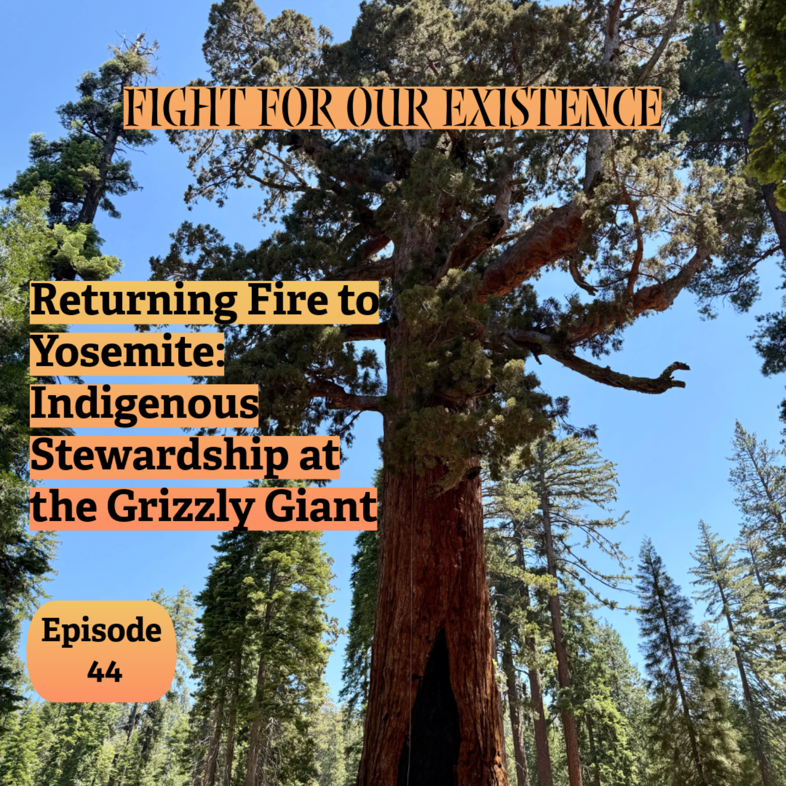 Returning Fire to Yosemite: Indigenous Stewardship at the Grizzly Giant episode artwork