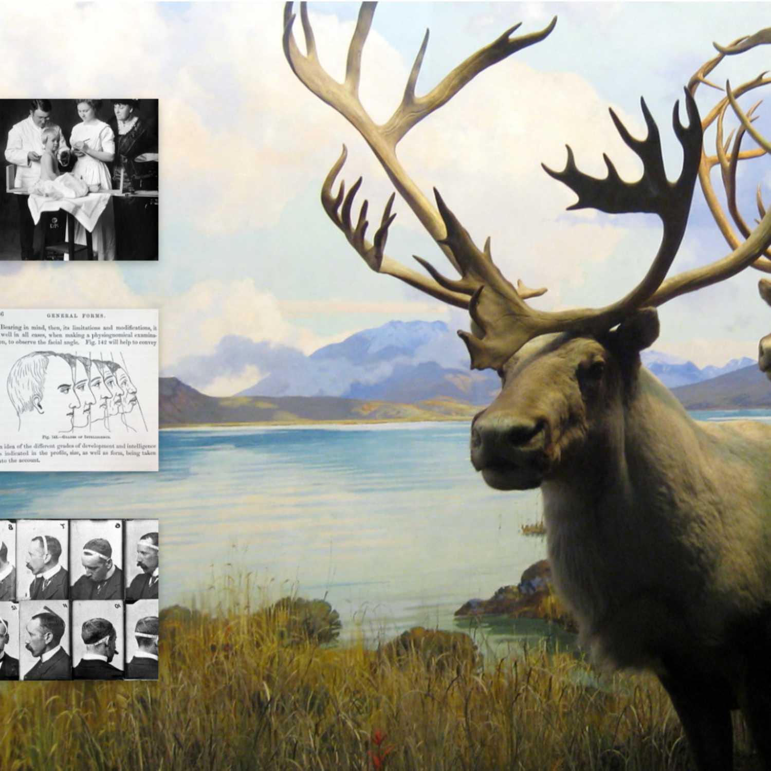 Herd Mentality: The story of wildlife management and eugenics episode artwork