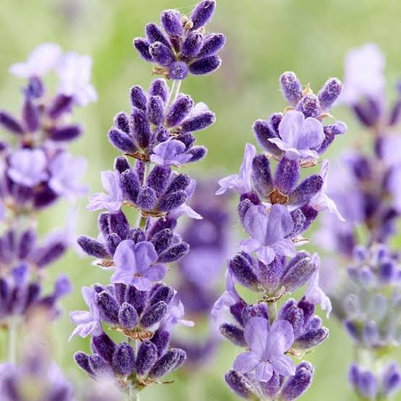Lavendel