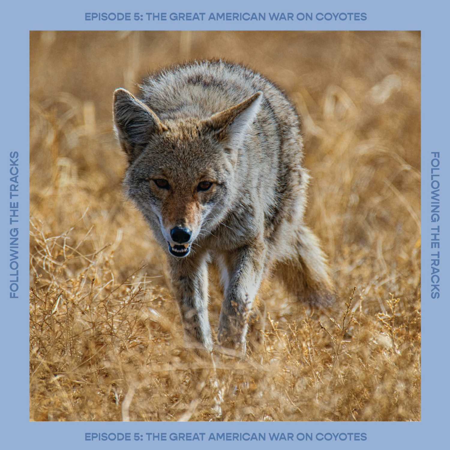 The Great American War on Coyotes