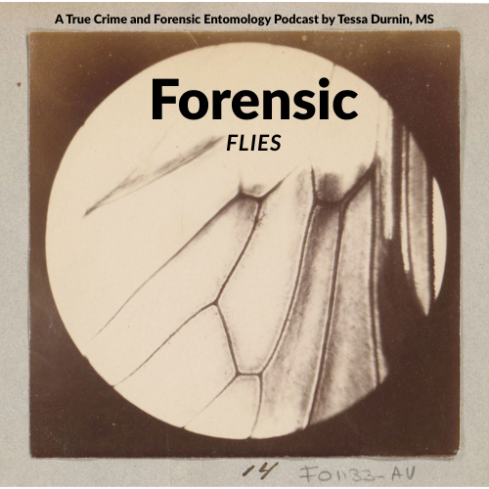Forensic Flies