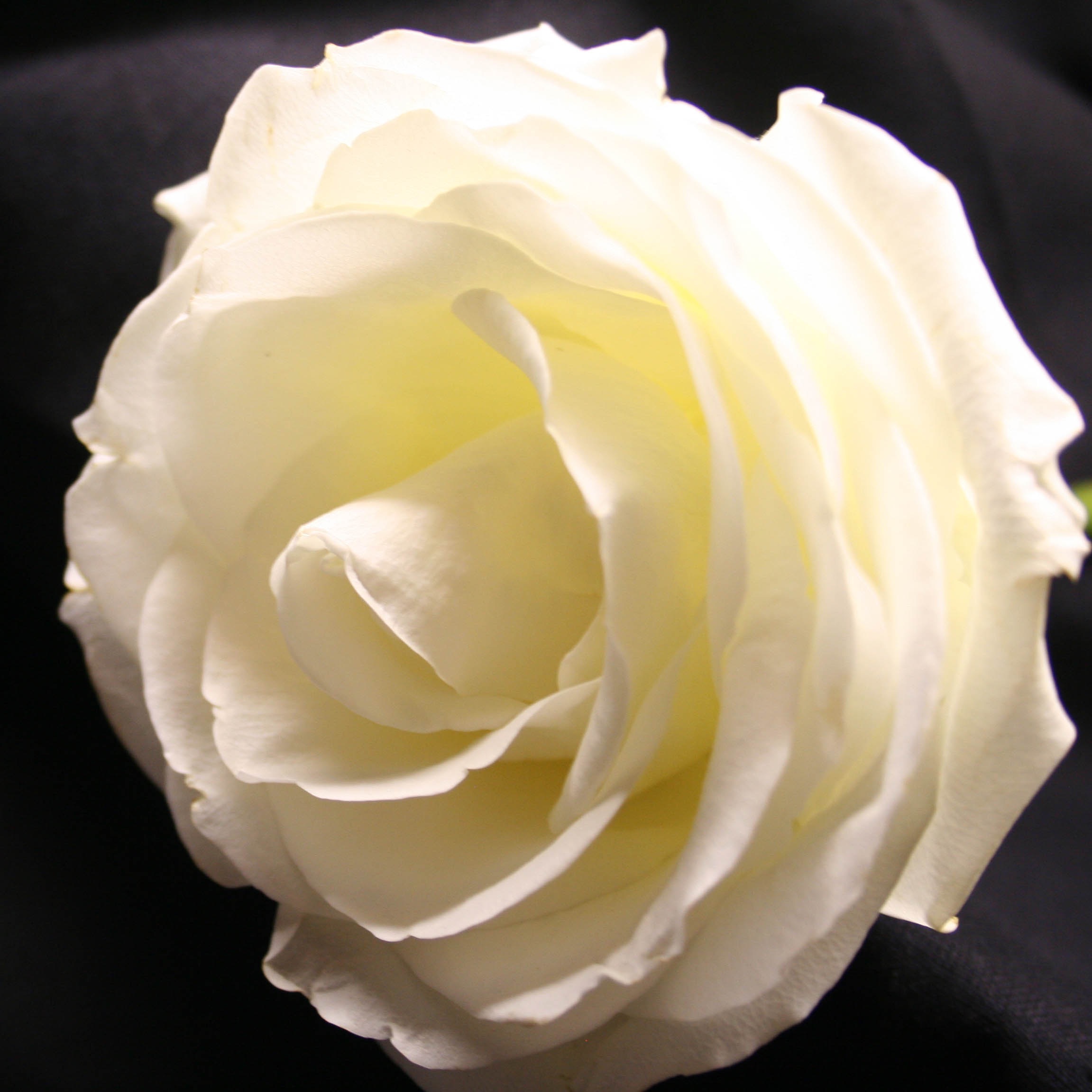 Reflections of a grieving spouse episode artwork