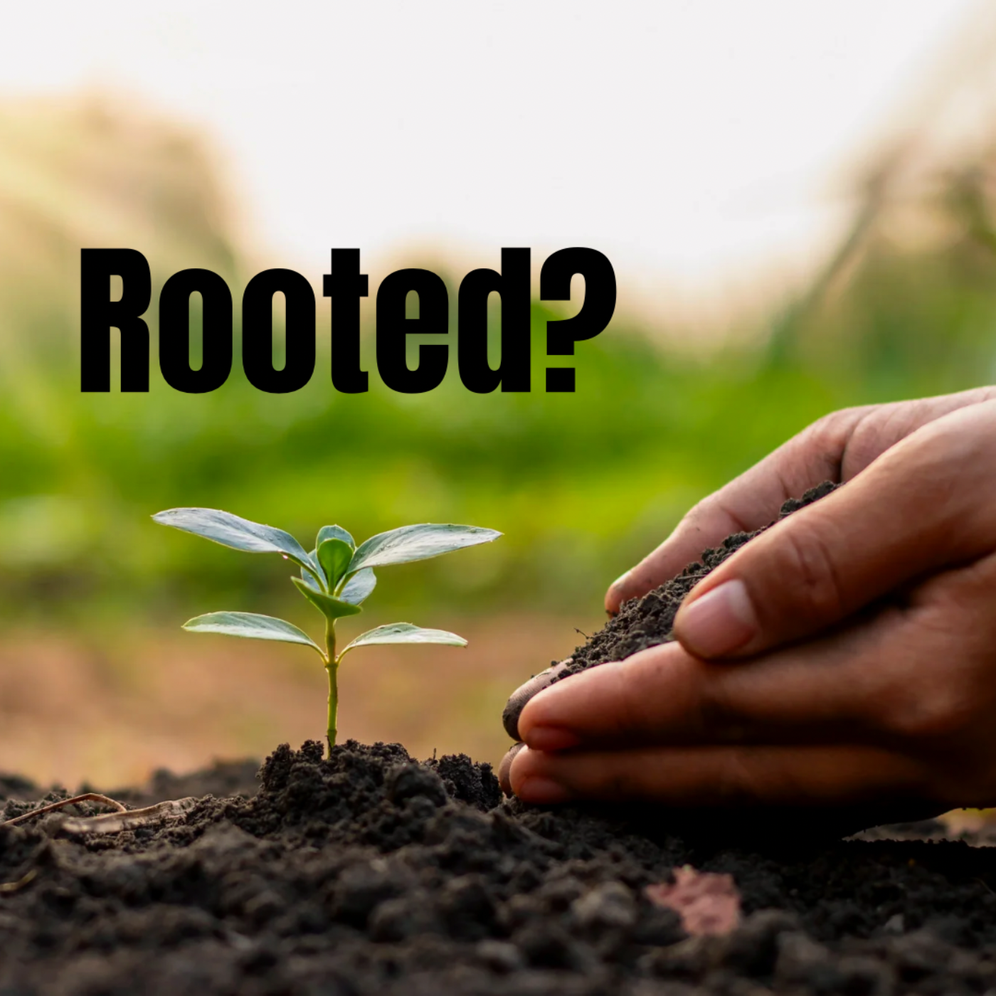 Rooted