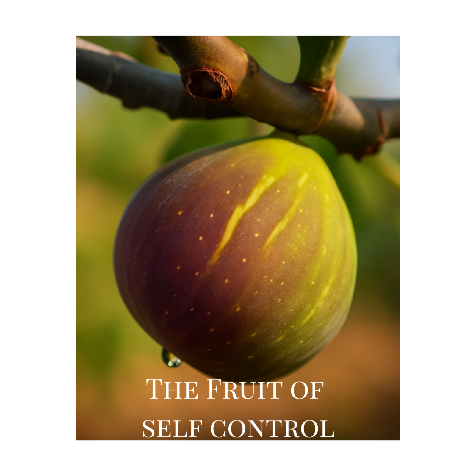 Self-Control: When the Holy Spirit Steadies What You Cannot episode artwork