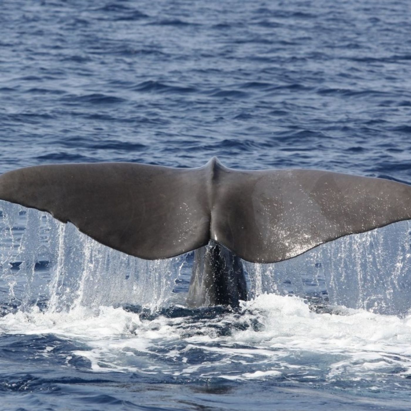 Nizza24 mercoledì 19 novembre: Météo - Monaco alla Guida del Santuario Pelagos - Truffe di Natale nel Var - Maltrattamento Animali a Nizza episode artwork