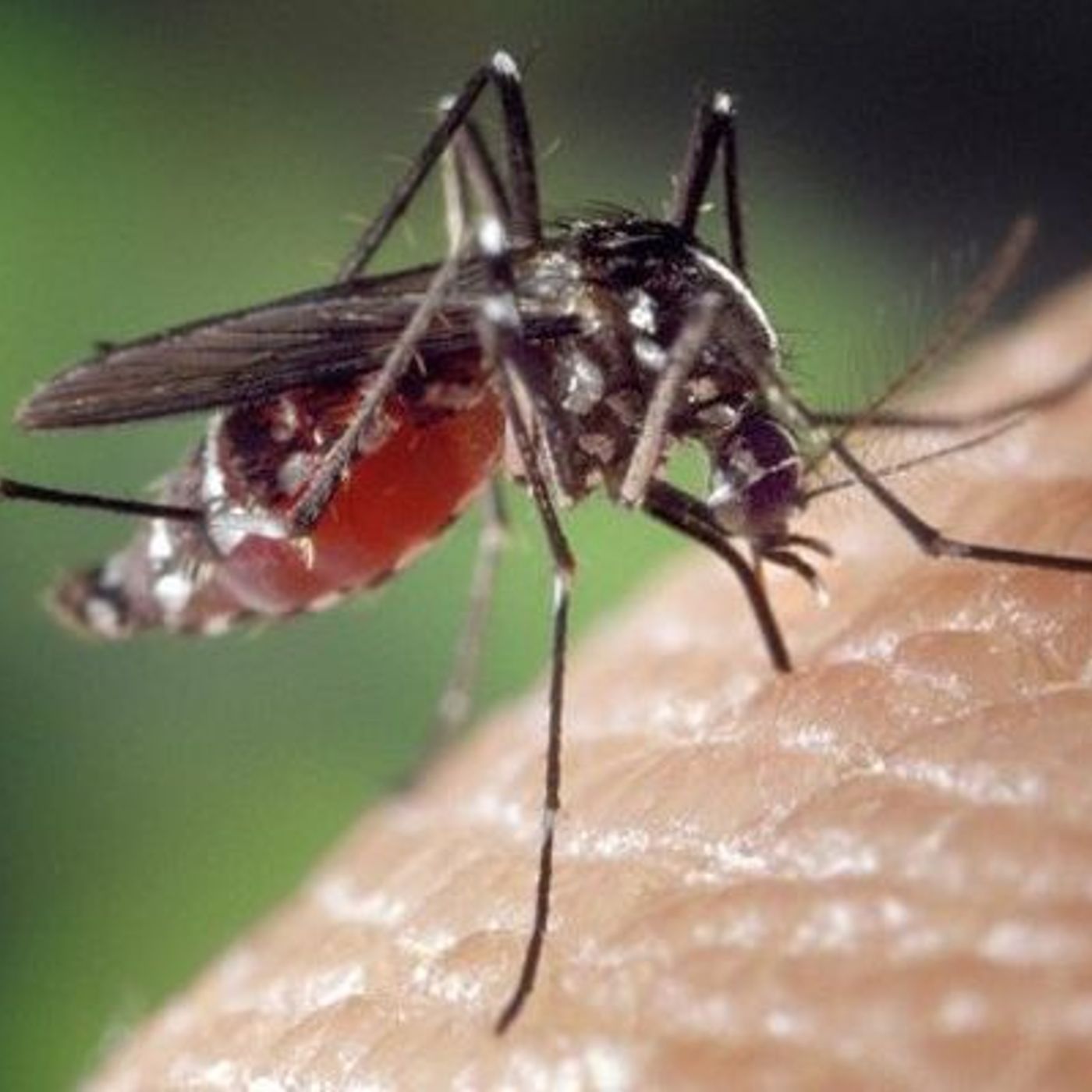 Nizza24 martedì 9 settembre: Météo Martedì - Chikungunya nel Principato - Sindaco di Marsiglia minacciato episode artwork