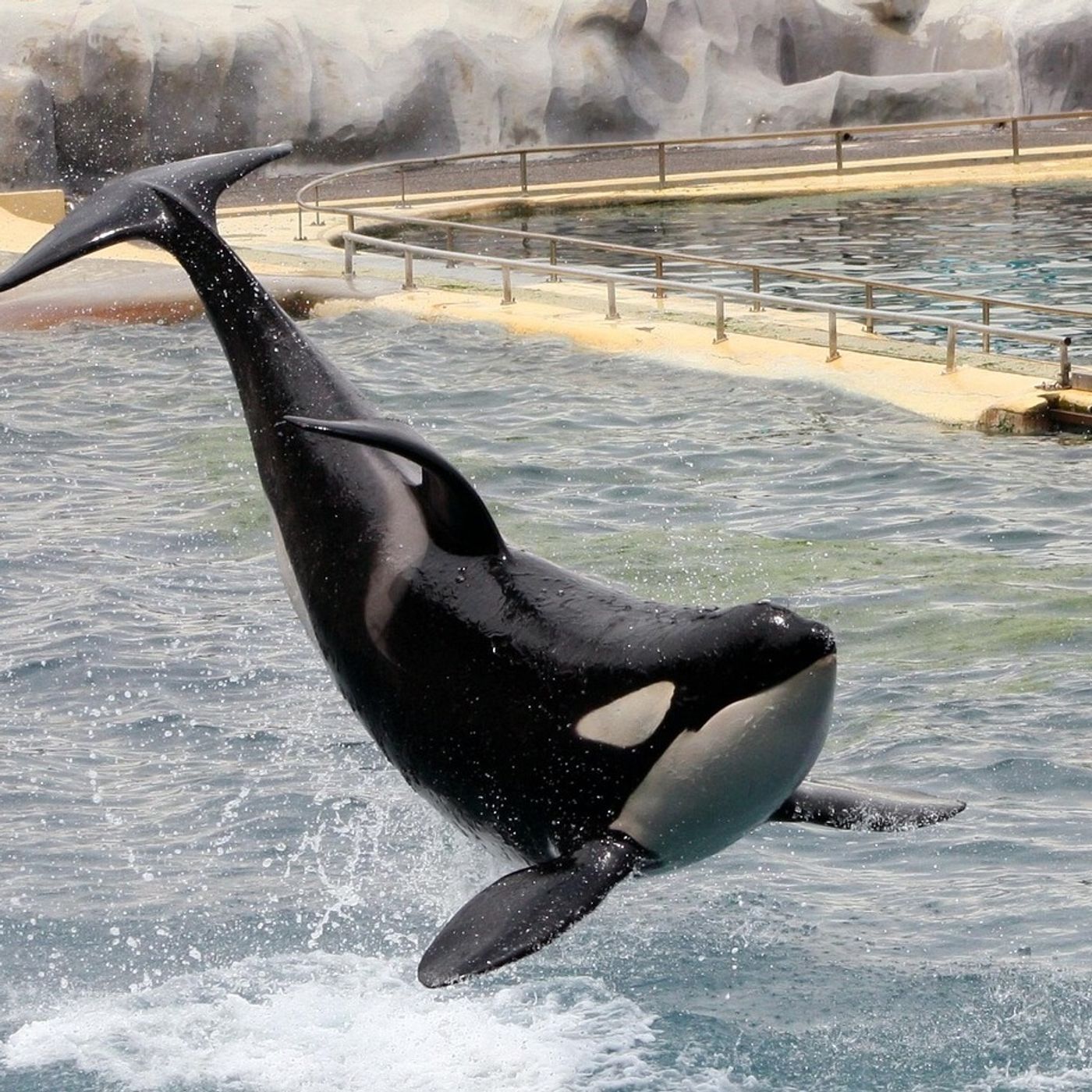 Nizza24 venerdì 19 dicembre: Influenza Mancano i Vaccini - Il Destino delle Orche di Marineland - Météo Week-End episode artwork