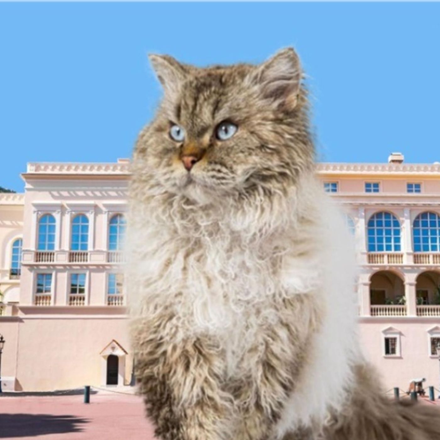 Nizza24: Monaco Incoronerà il Top Cat - Neve abbondante nell'entroterra - Sarkozy ancora in tribunale episode artwork