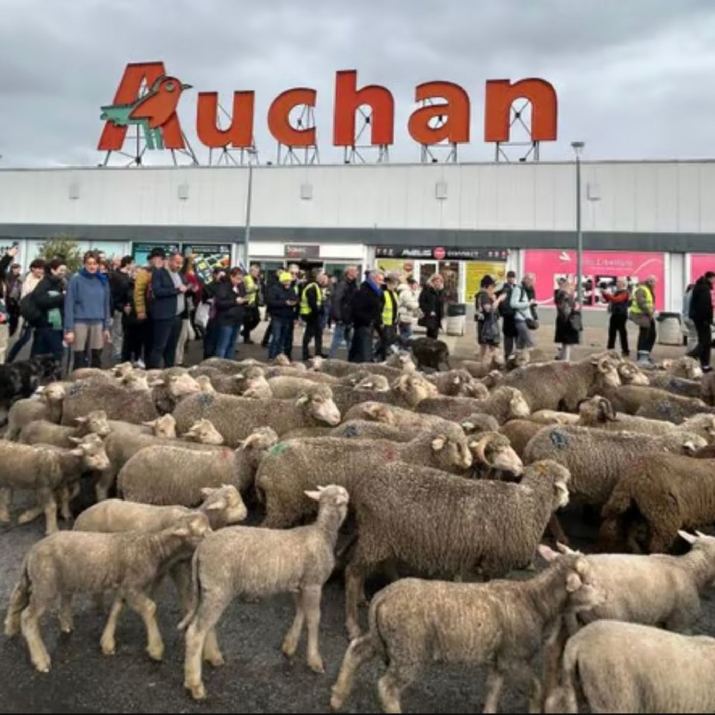 Francia24: Esplosione in fabbrica "Seveso" - Proteste agricoltori, pecore in piazza - ancora sul super-incrociatore - Meteo Parigi e Milano episode artwork