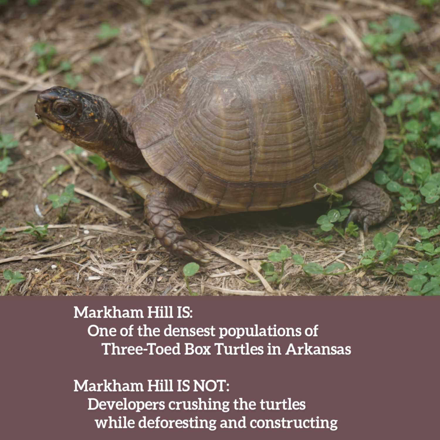 Friends of Markham Hill Podcast