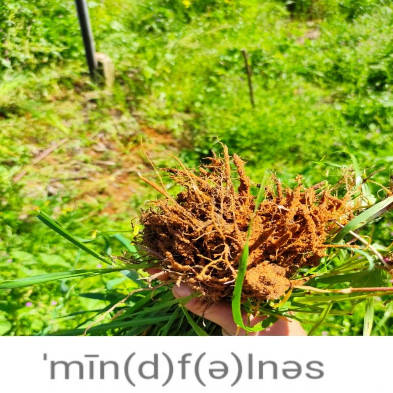 Fullmadness (Mindfulness)