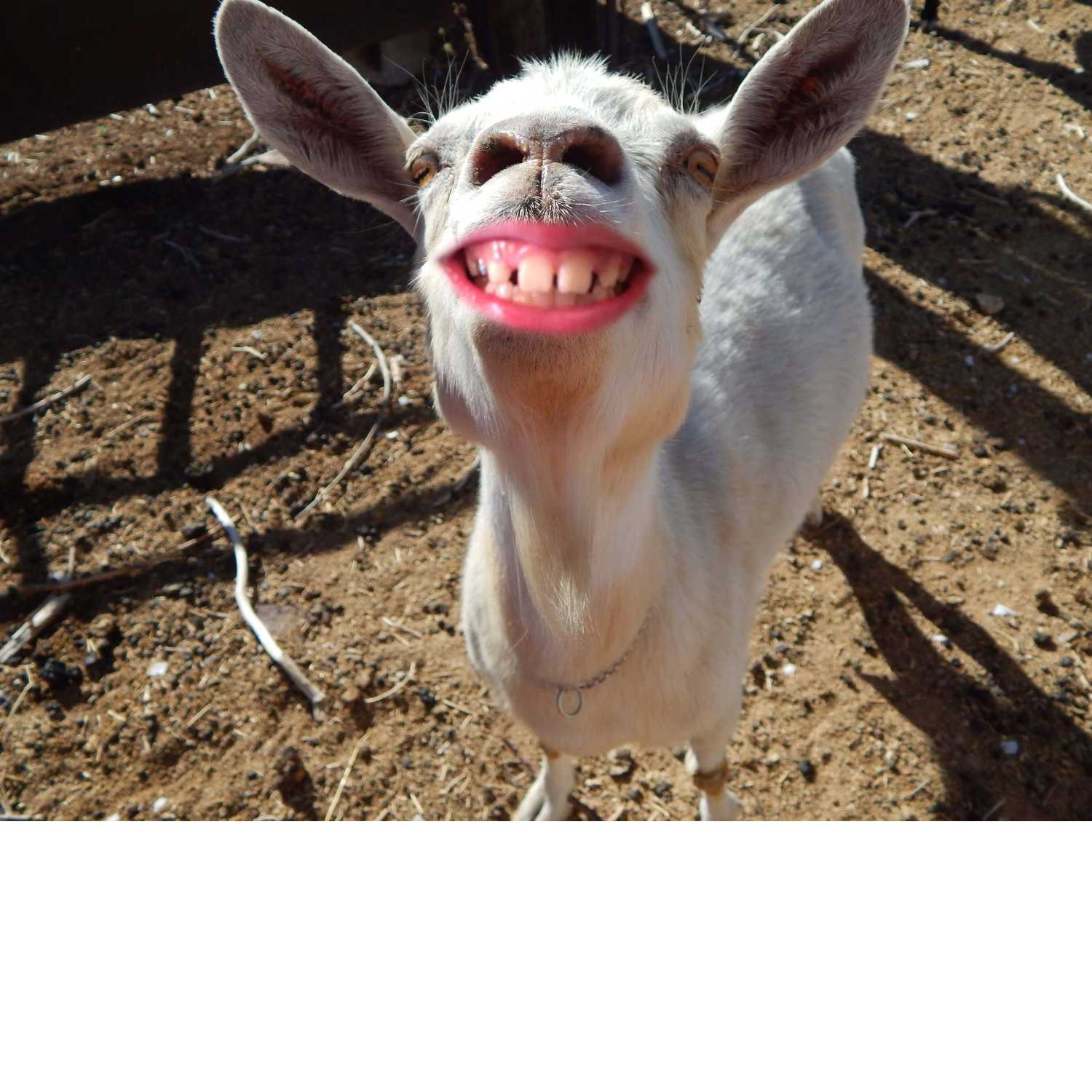 Funny & Weird ASMR cover art