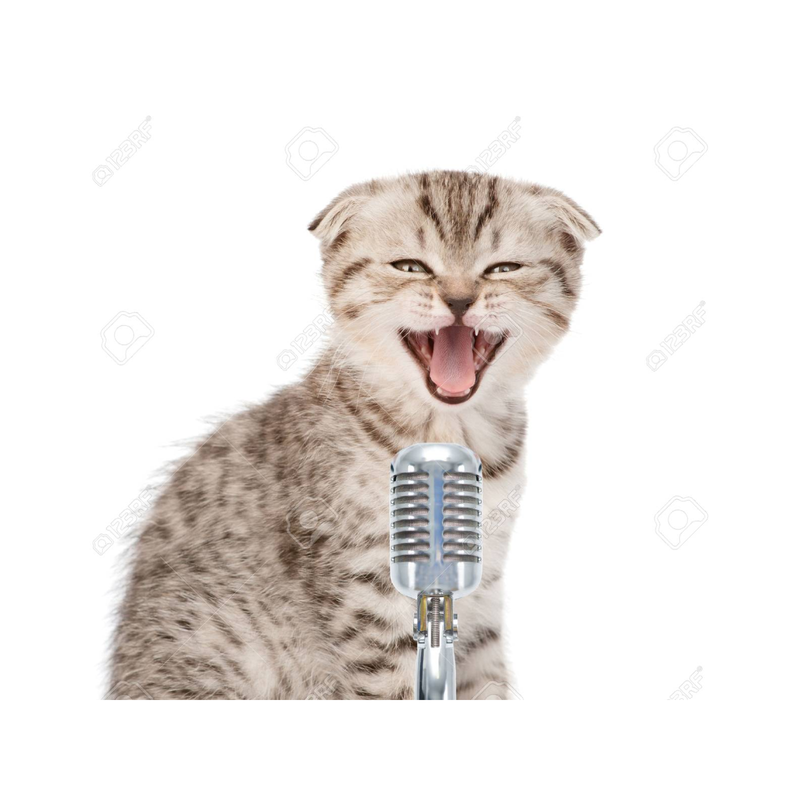 Gato Escaldado