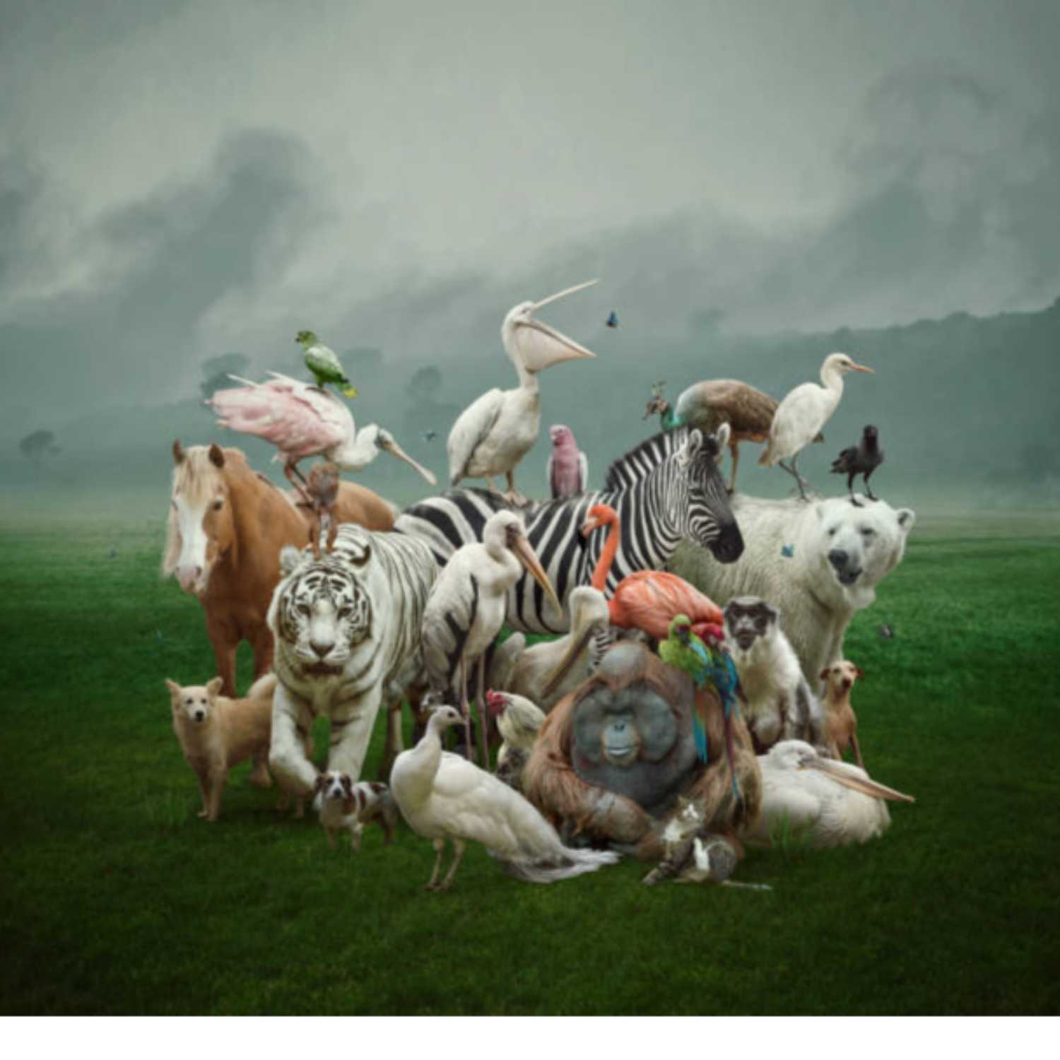 (podcast) PERSEBARAN FLORA DAN FAUNA INDONESIA podcast artwork