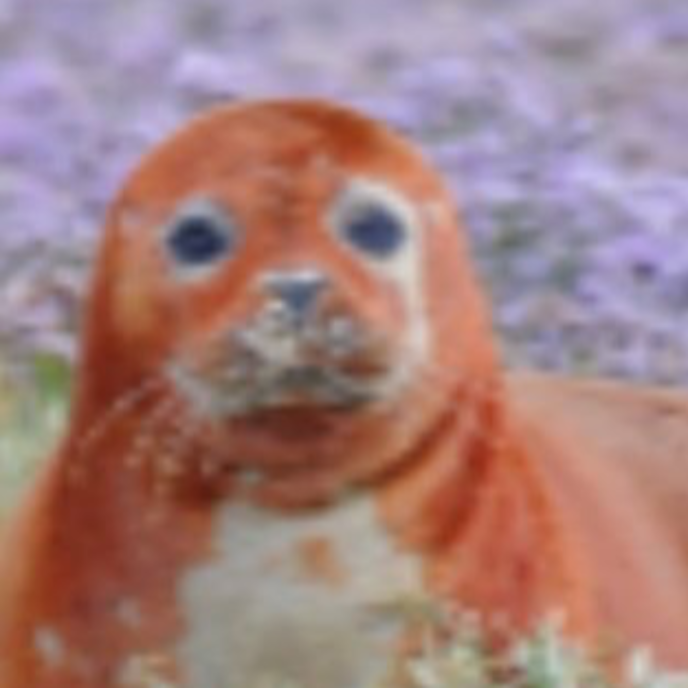 Ginger Seal