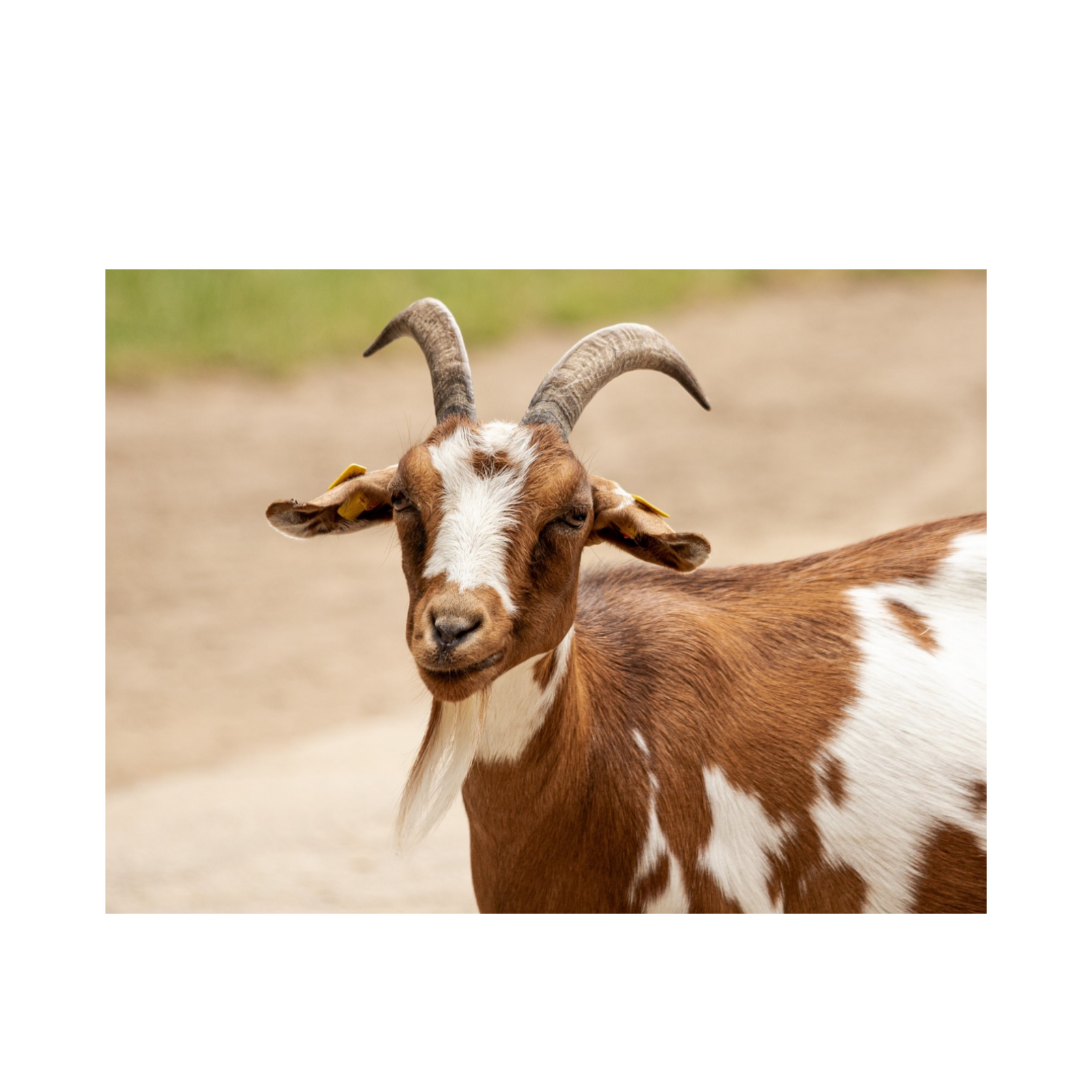GOatboy666
