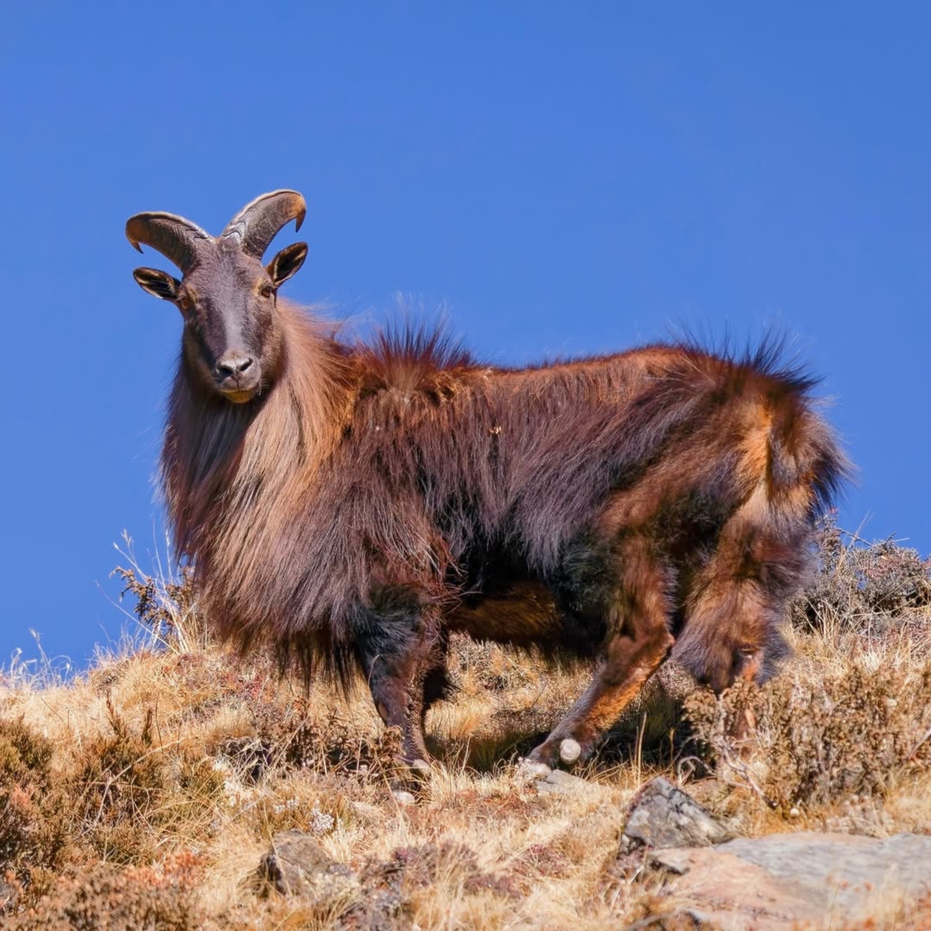 GOAT of the Himalayas podcast artwork