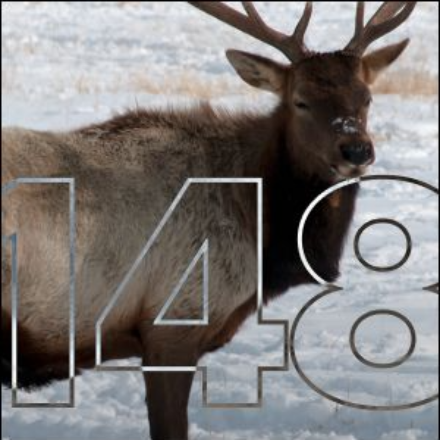 3 Bulls in 4 Days; Colorado Rifle Elk Insights | Big Hunt Guys, Ep. 148