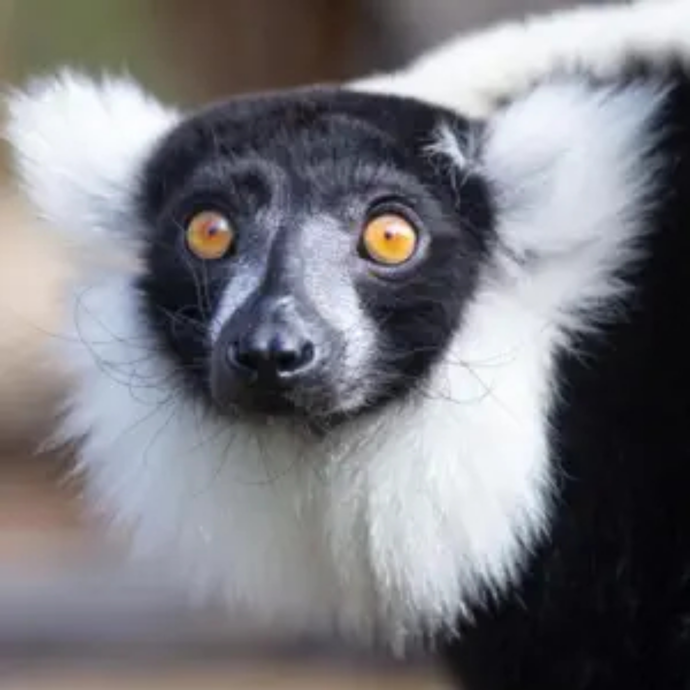 Bonus Episode #35 Preview - Austin's Lemur Impression