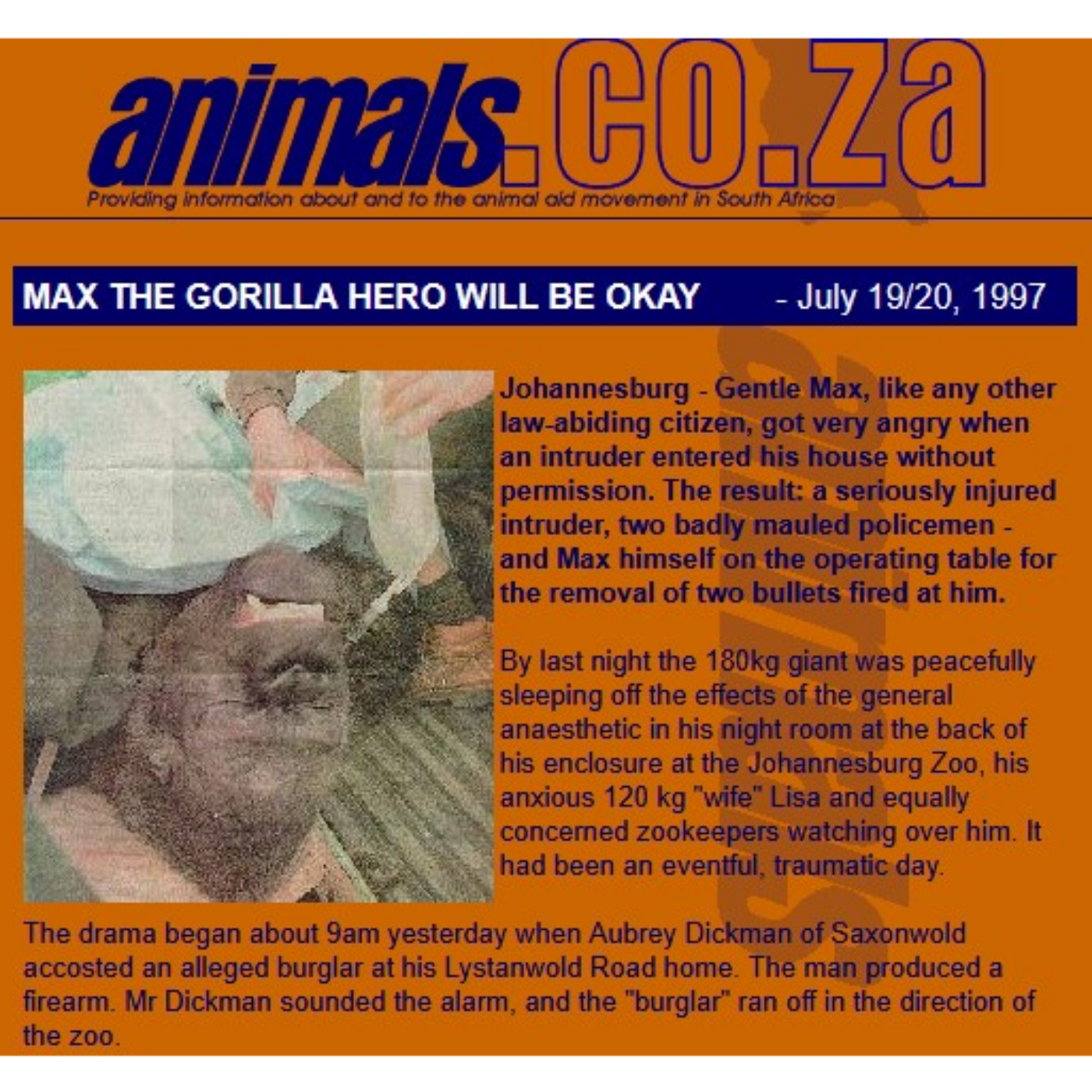 Bonus Episode #36 Preview -  Gorilla Mauls 4 Armed Men After Being Shot Twice