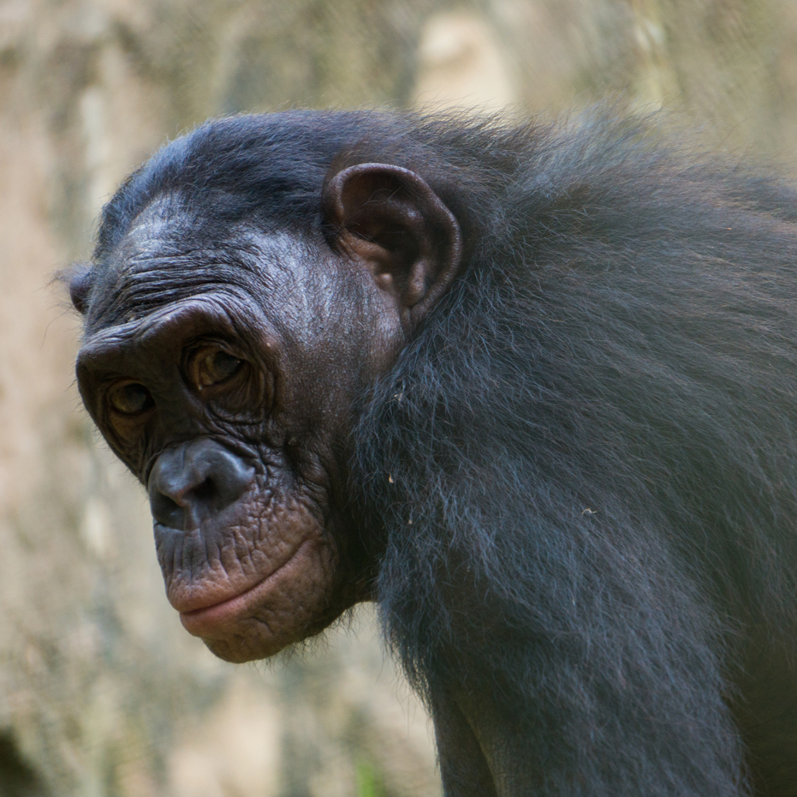 Episode 94 - Bonobos on the Algorithm with Dr. Sara Skiba