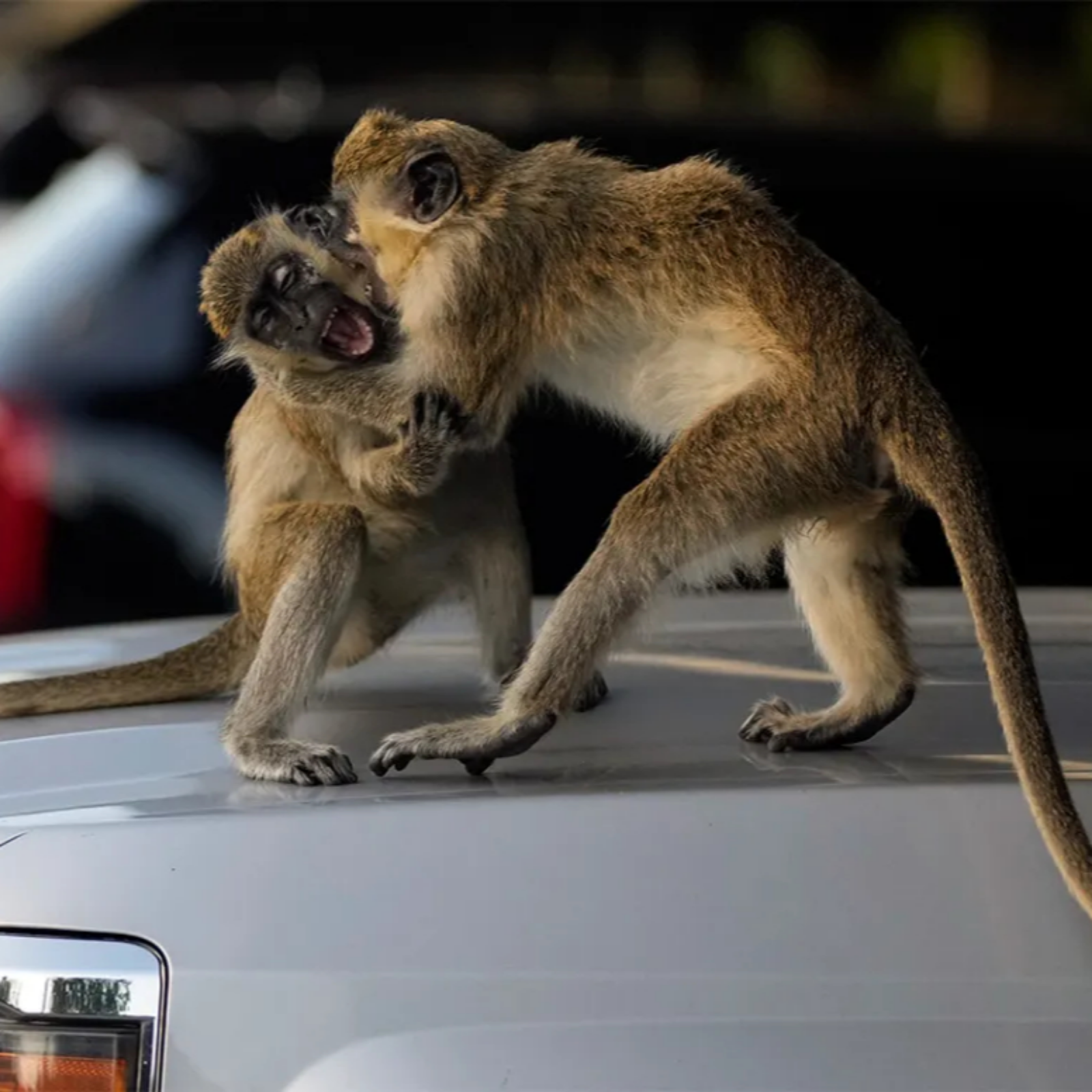 Episode 97 - Revenge of the Monkey Herpes