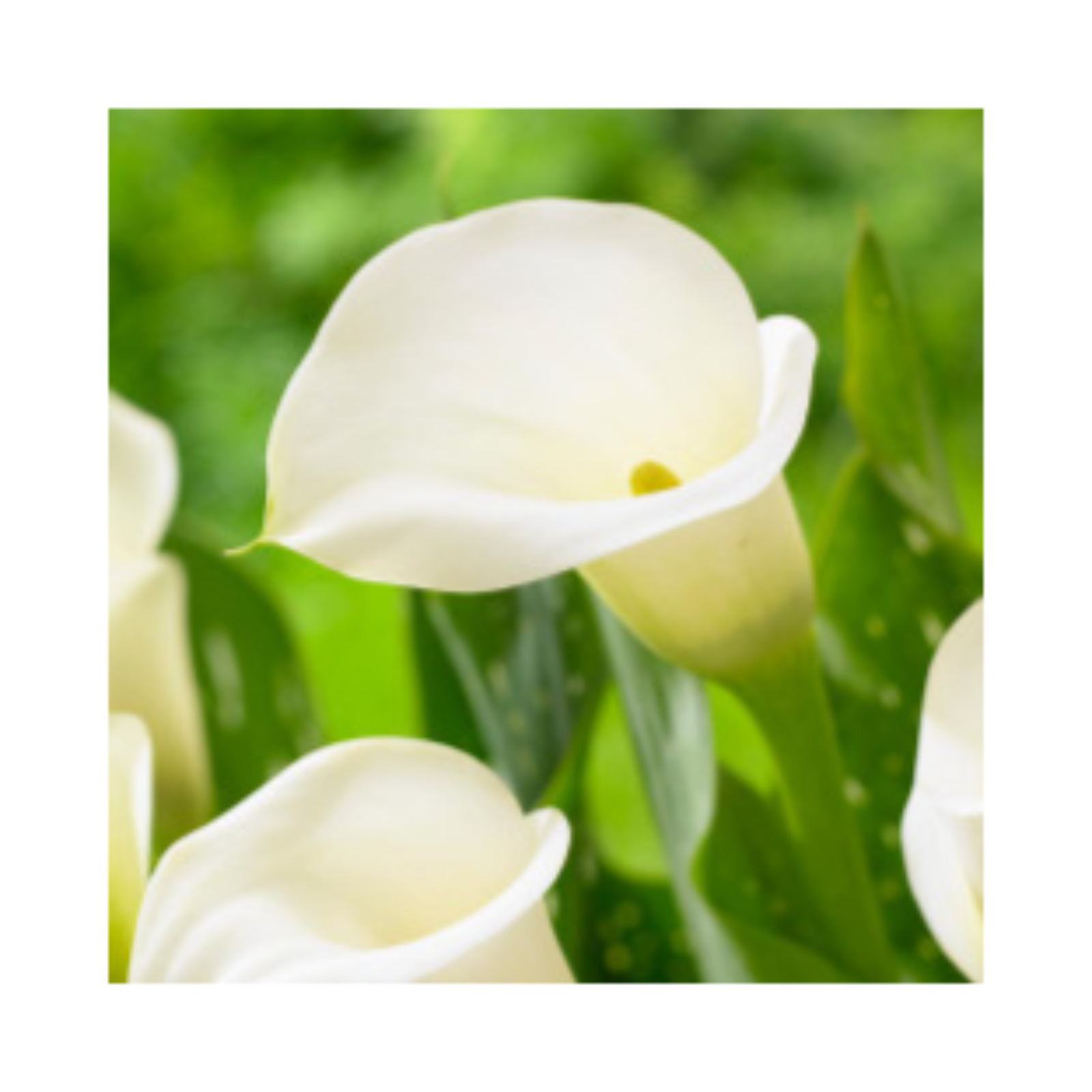 Gov School Podcast cover art