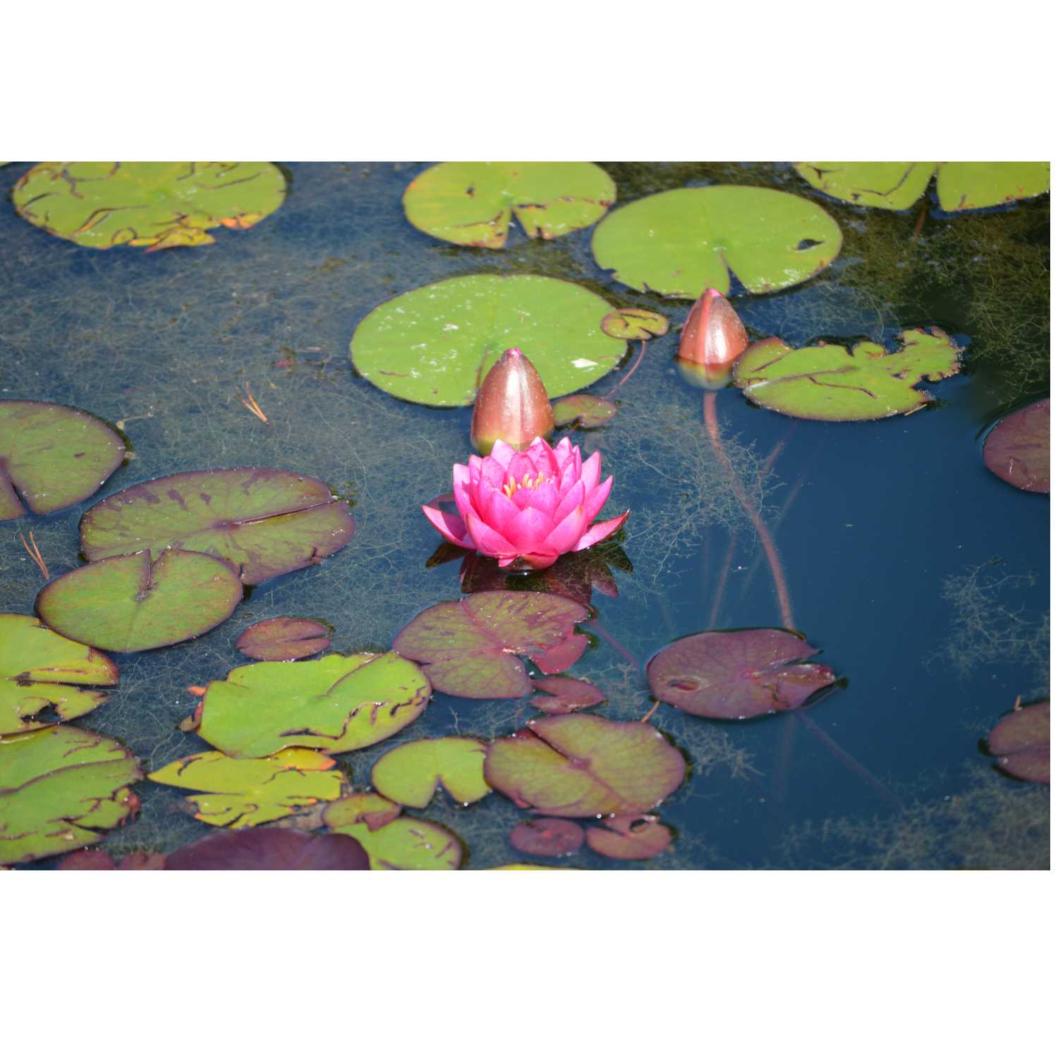 G.R.A.C.E Life Coaching: Episode 17 (Bonus Episode)