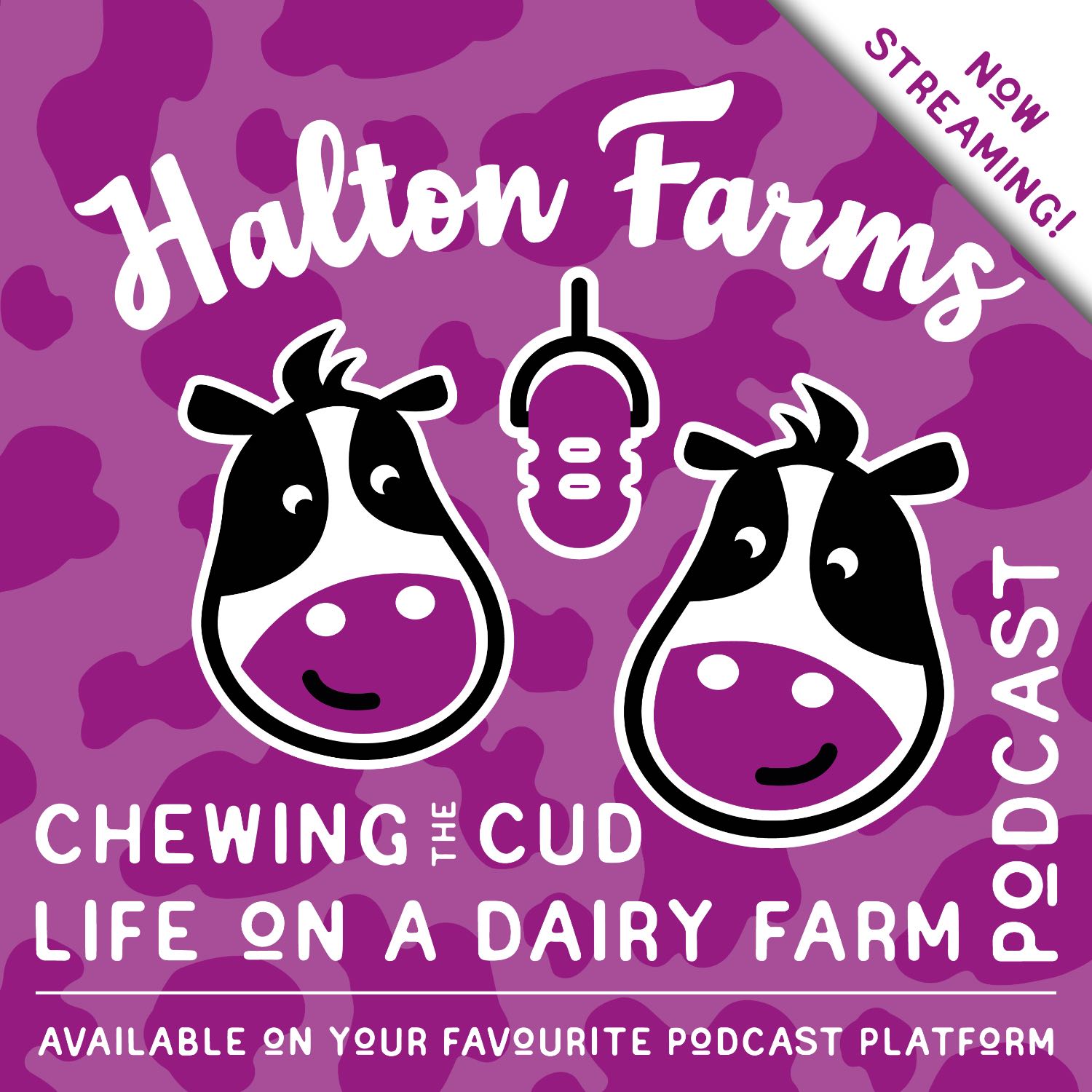 Chewing The Cud at Halton Farms