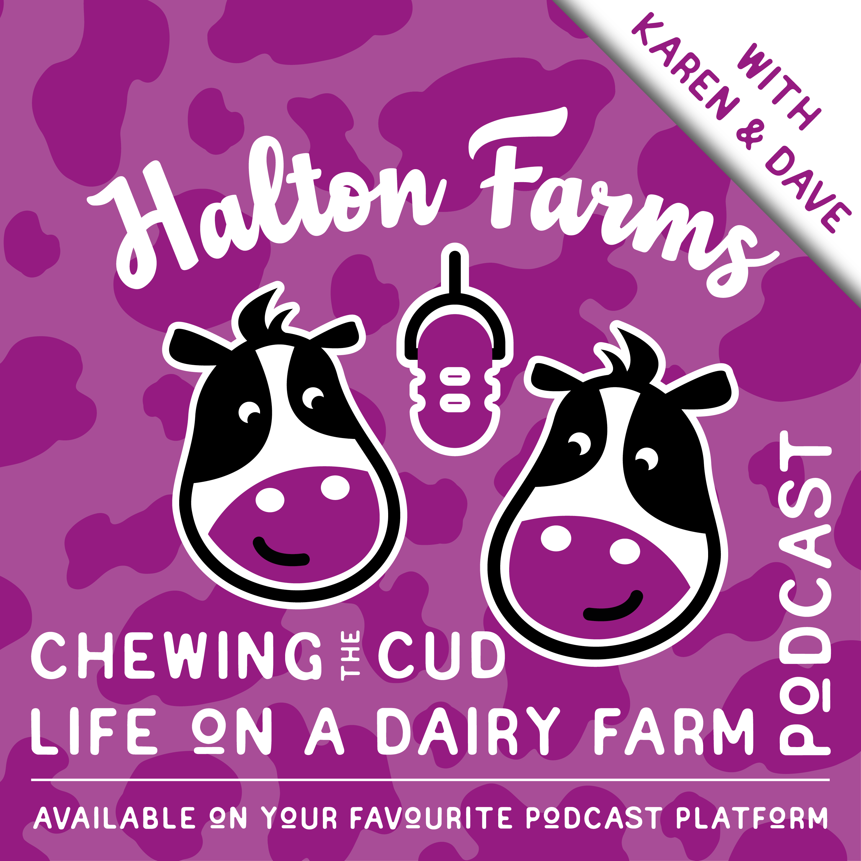 Chewing The Cud at Halton Farms