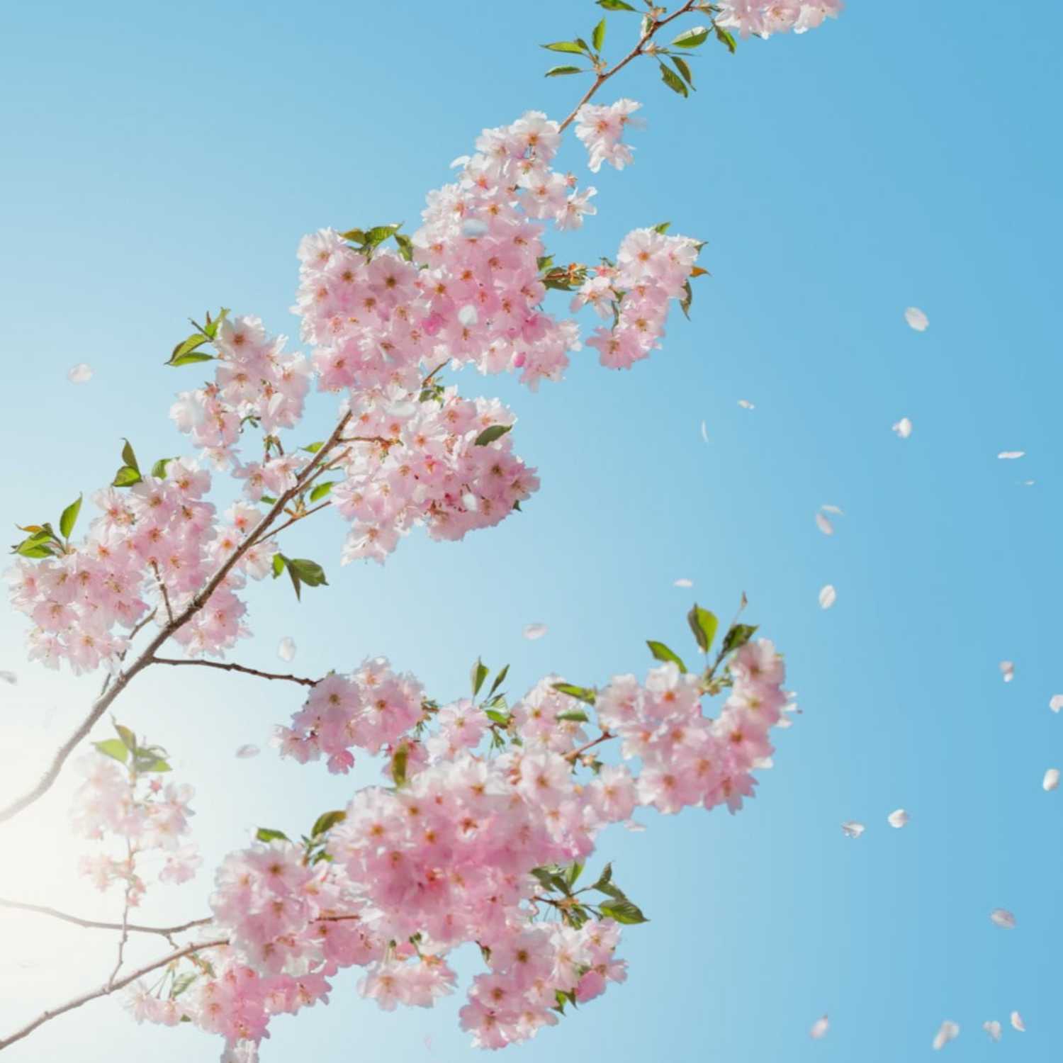 داستان موسی و شبان episode artwork
