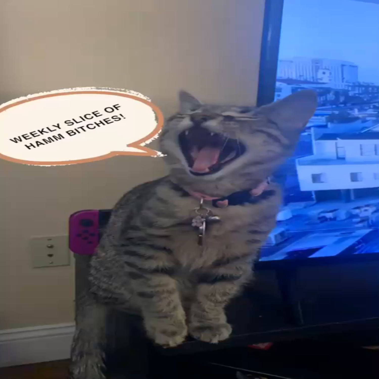Ep 8: Hammy Fun Facts Ep 8: Hammy Fun Facts