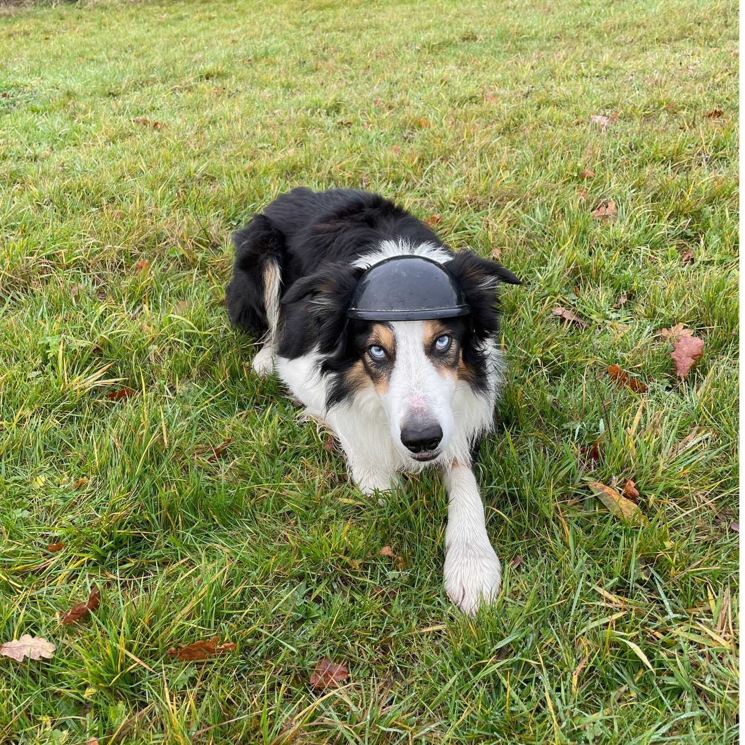 Walking Into Wisdom - Reflections of a Buddhist Dog Walker