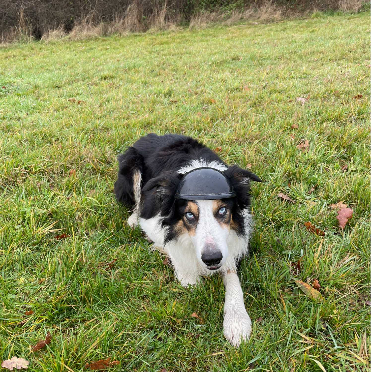 Walking Into Wisdom - Reflections of a Buddhist Dog Walker
