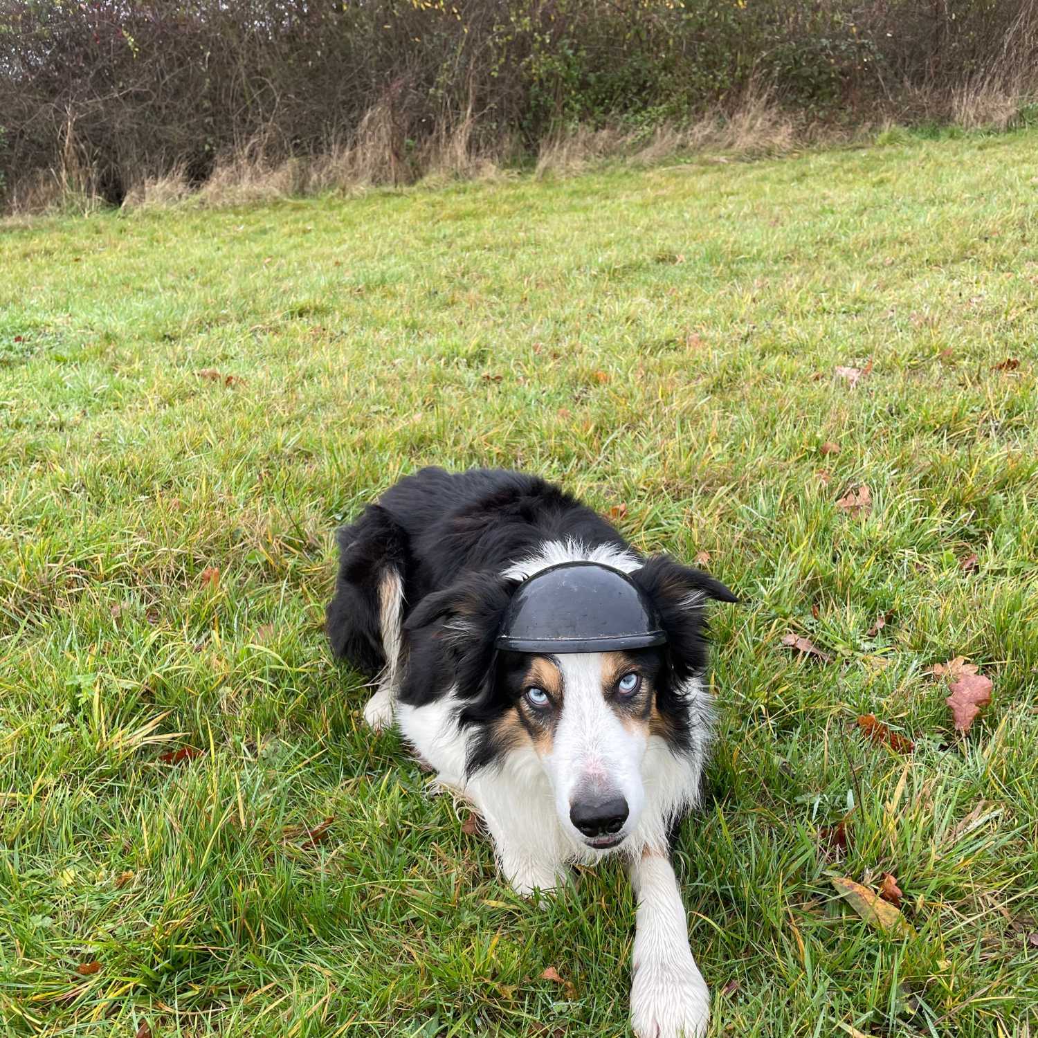 Walking Into Wisdom - Reflections of a Buddhist Dog Walker